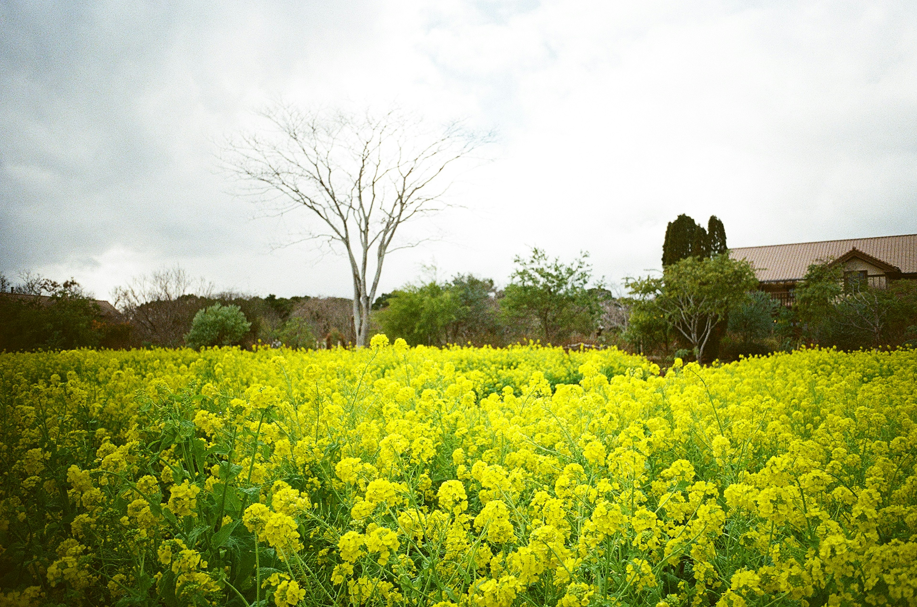 ทุ่งดอกไม้สีเหลืองสดใสพร้อมต้นไม้เปลือยและบ้านที่อยู่ไกลออกไป