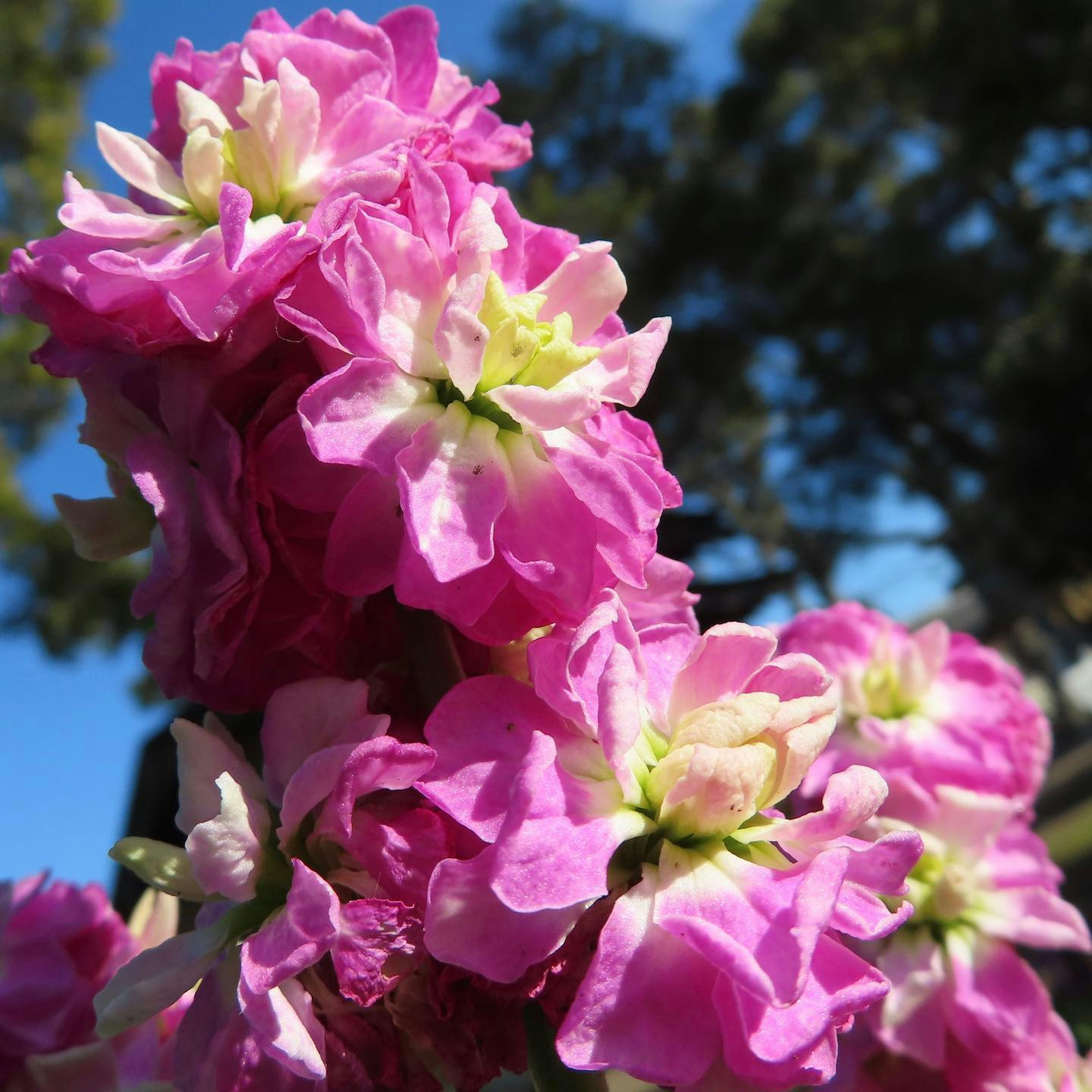 Close-up of vibrant pink flowers in full bloom