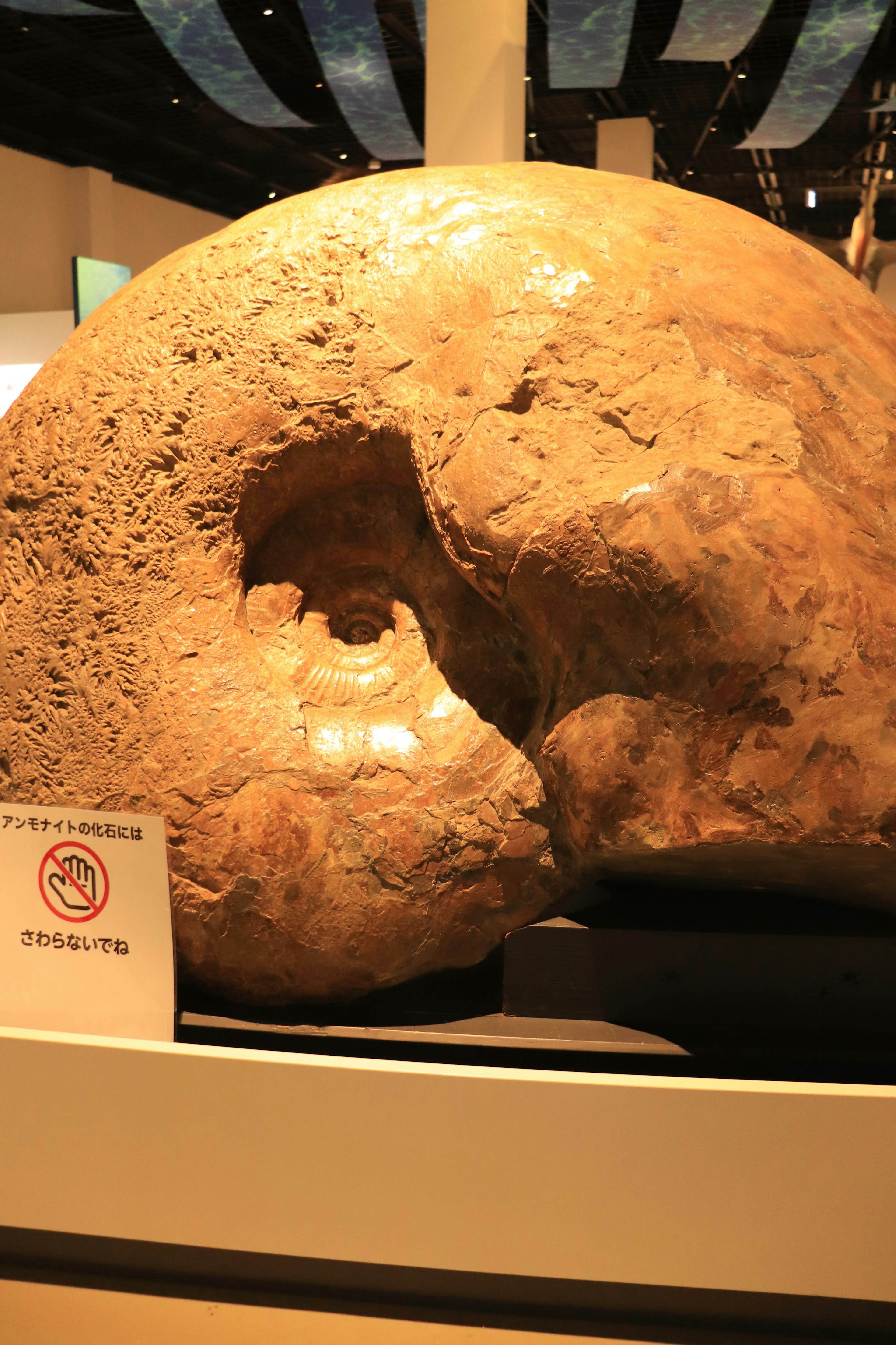 Large fossilized skull fragment on display with a hollow interior