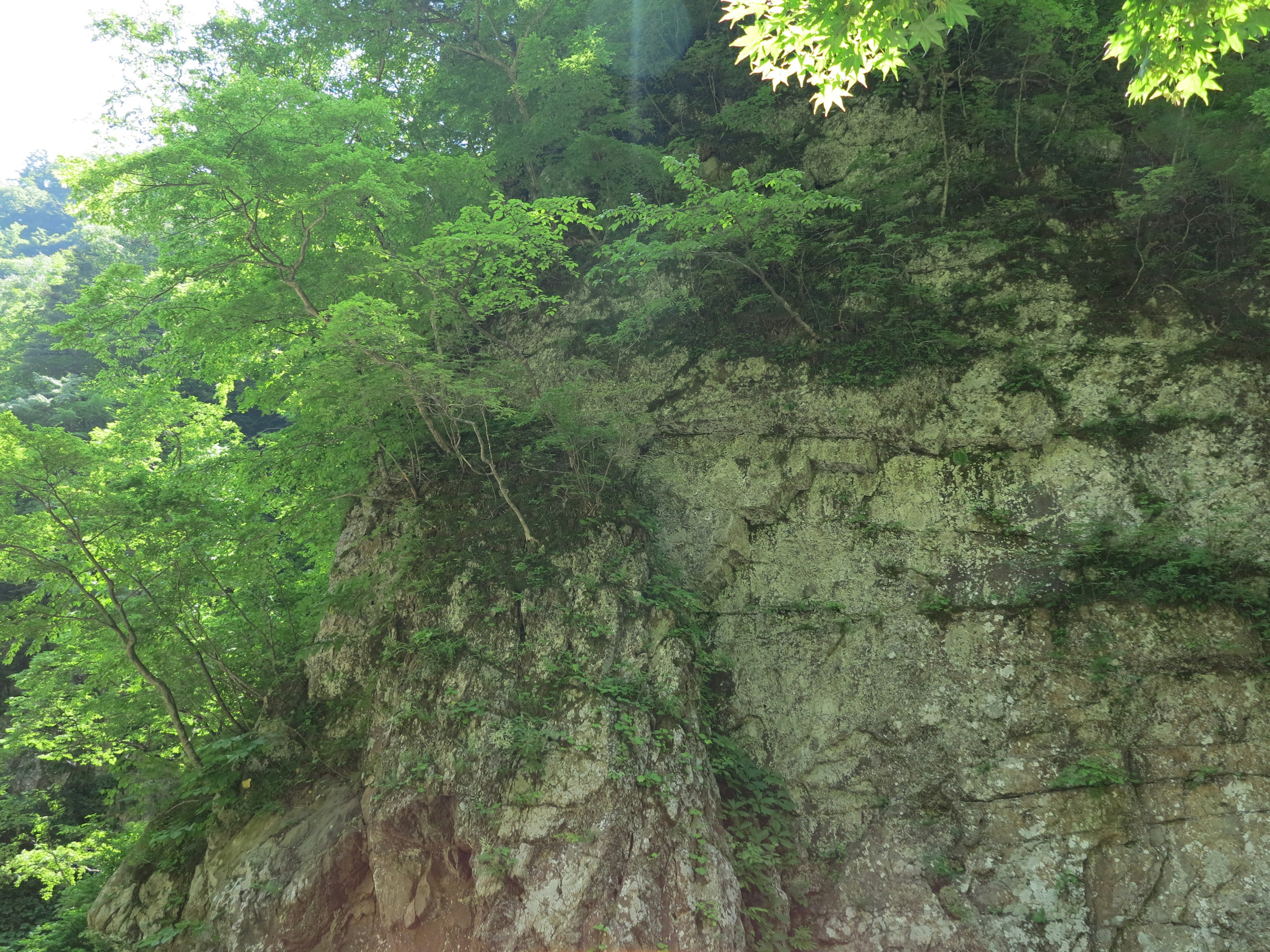 Rocky cliff covered with green foliage and trees