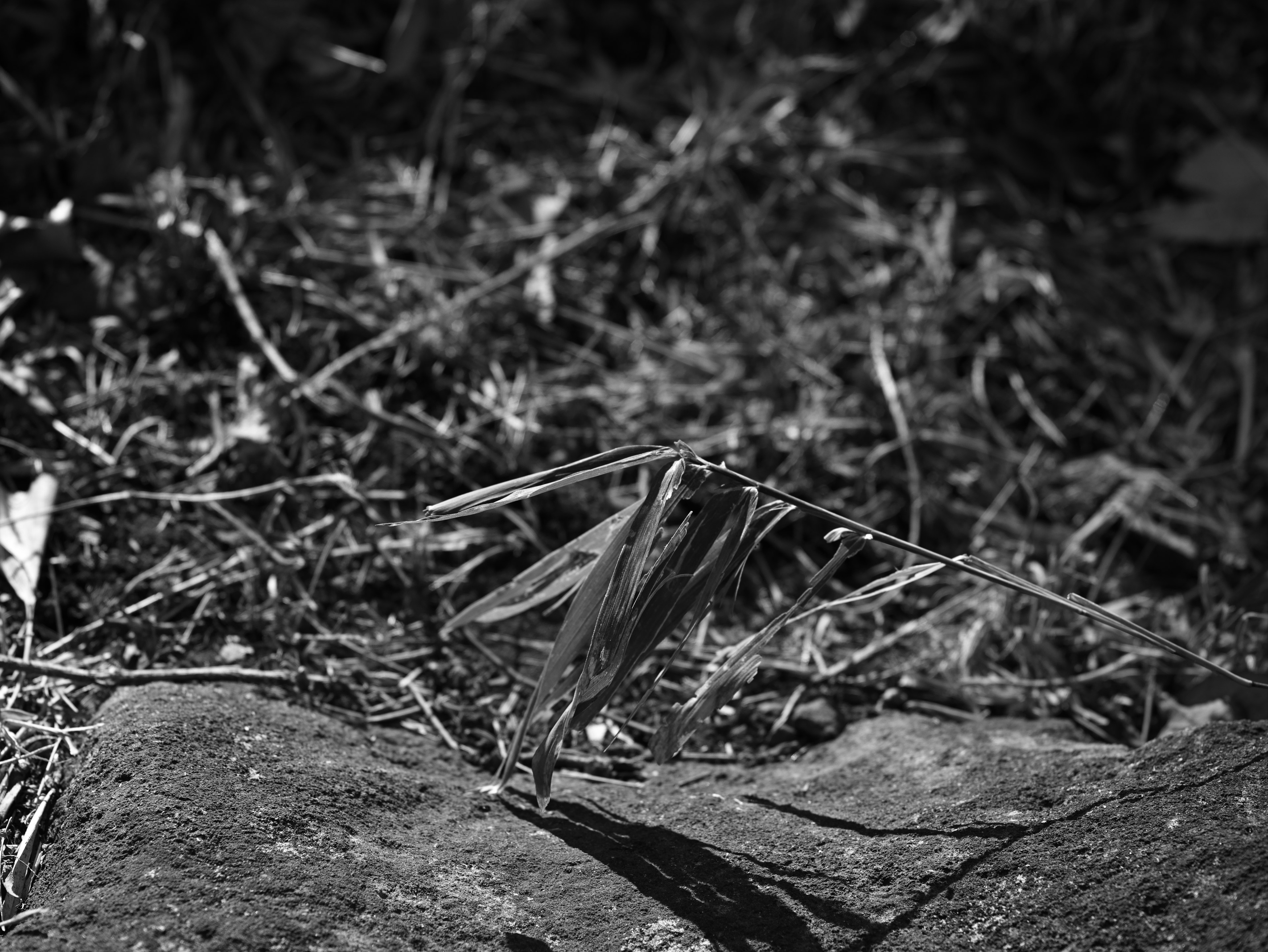 Black and white photo of an insect among grass