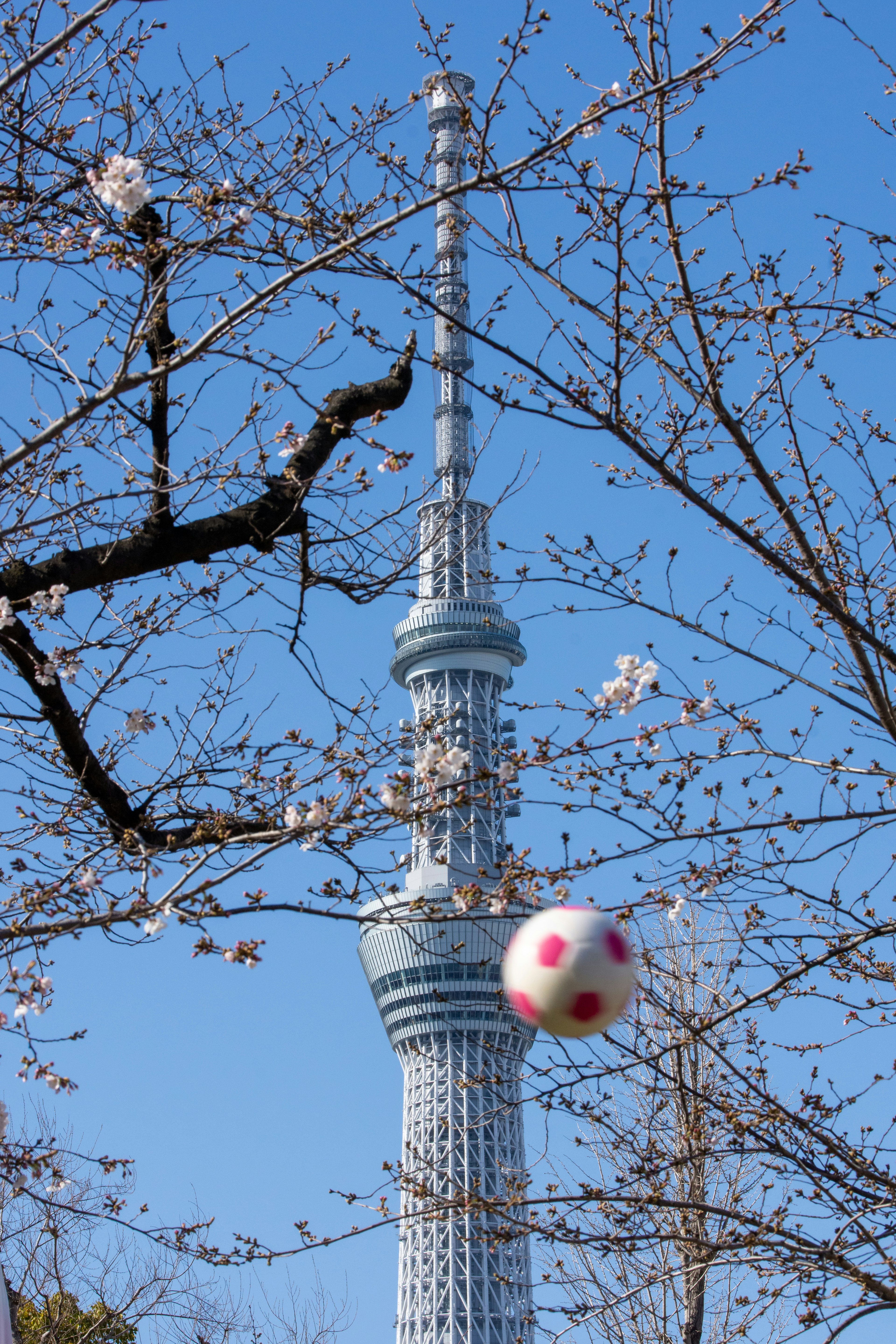 東京スカイツリーと桜の枝にピンクのボールが映える風景