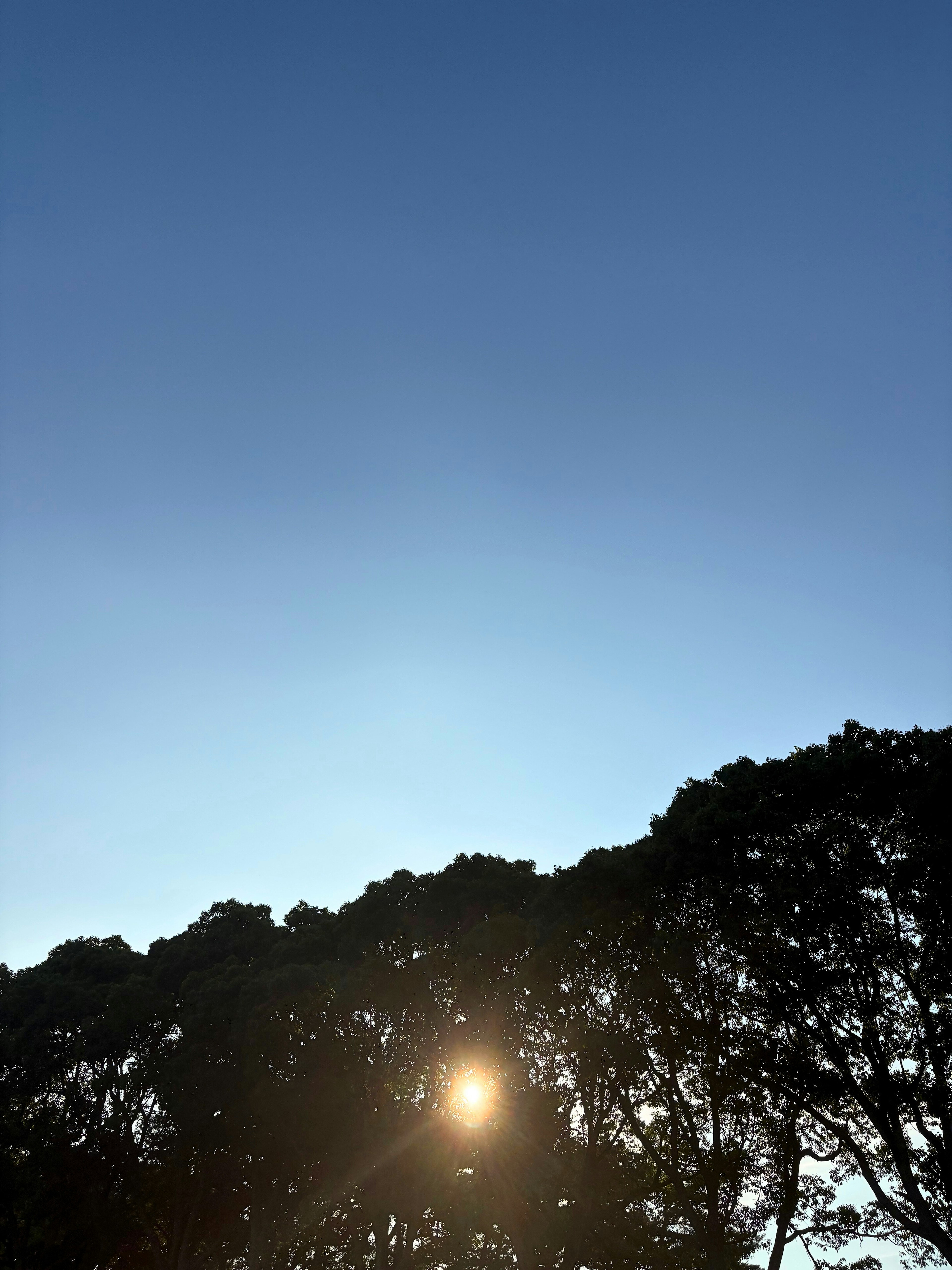 Silhouetted trees under a clear blue sky with sunlight shining through the branches