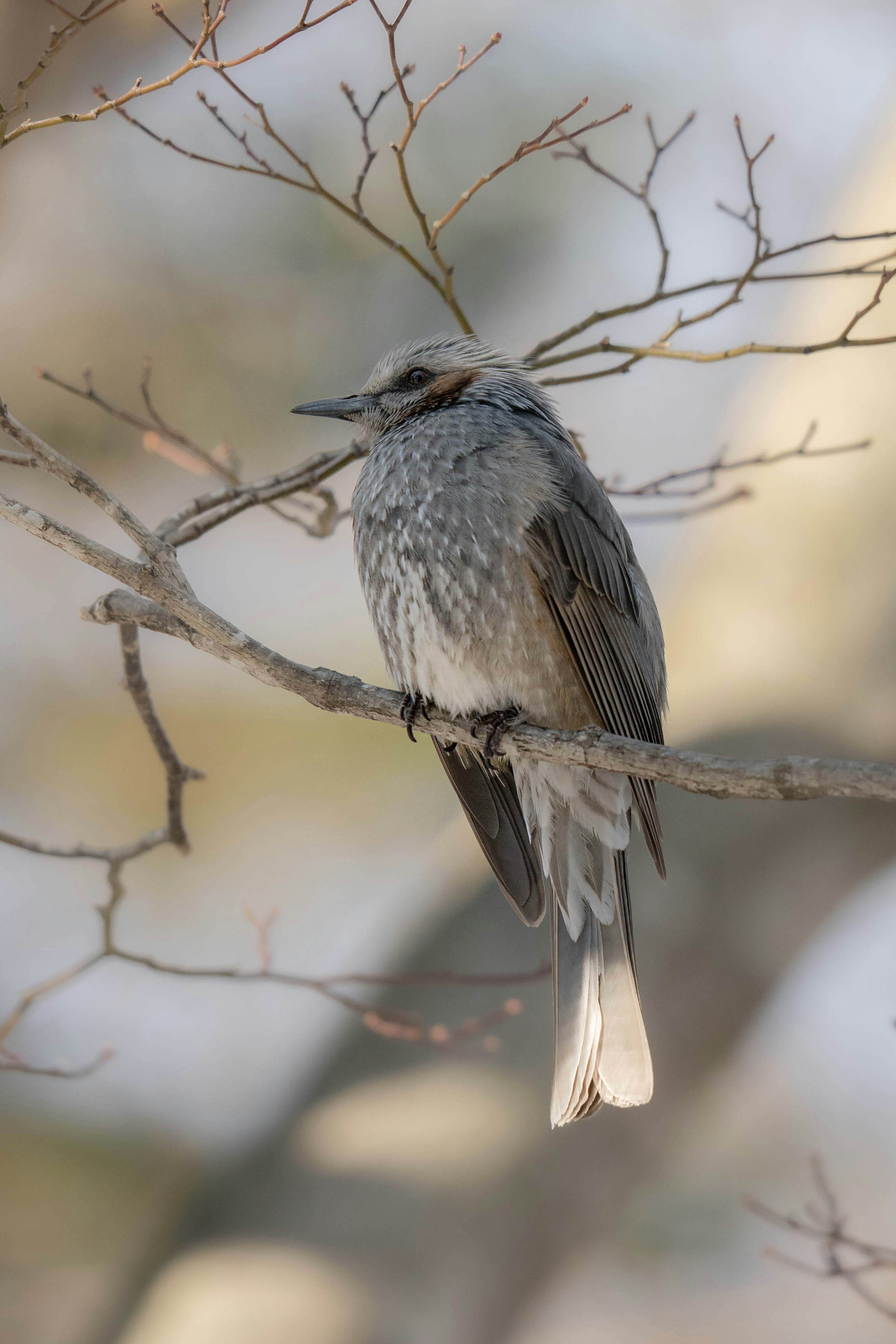 Close-up of a gray bird perched on a branch showcasing the texture and details of its feathers