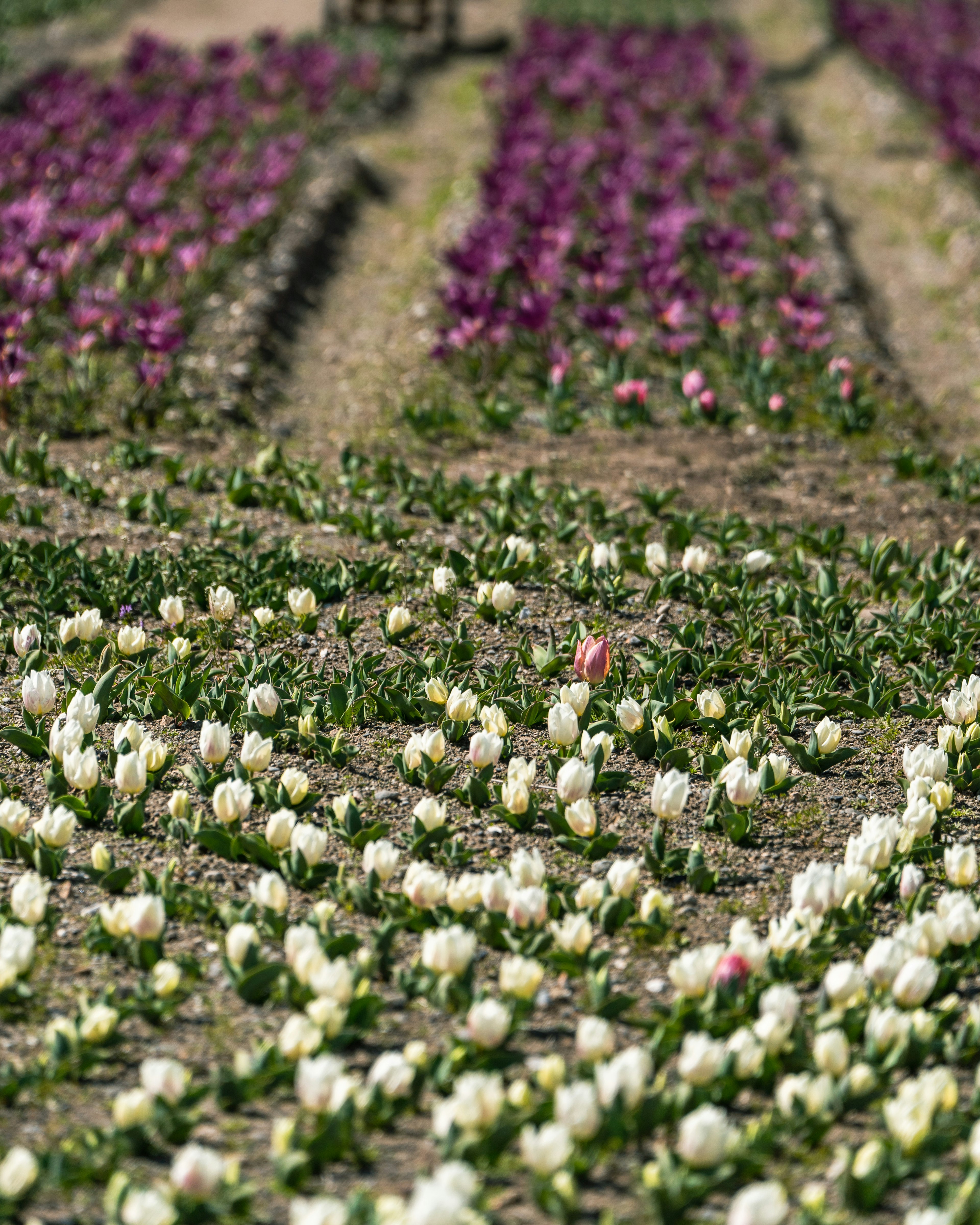 Champ de tulipes coloré avec des rangées de fleurs violettes et blanches