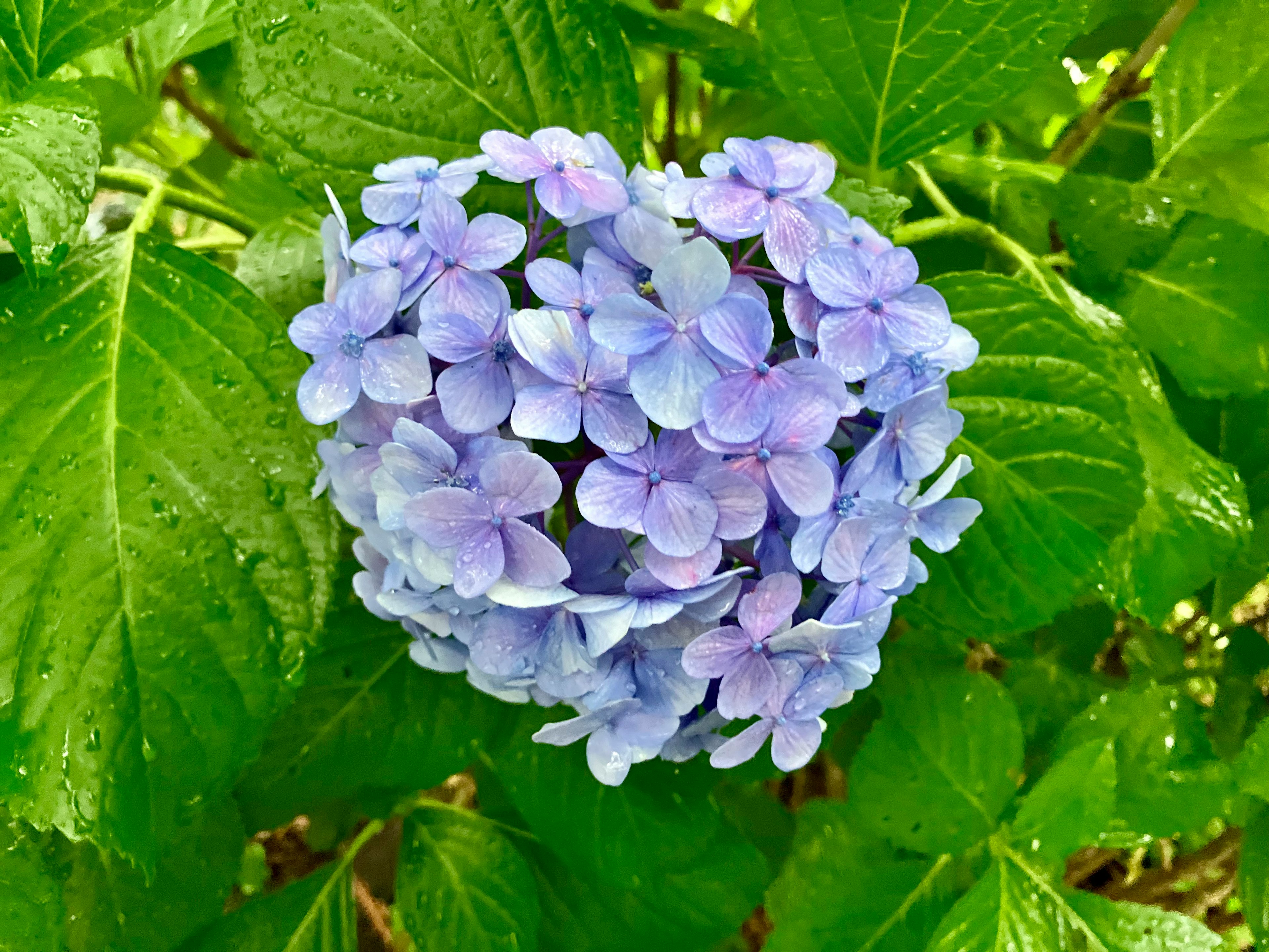 紫色のハイドランジアの花が緑の葉の中に咲いている