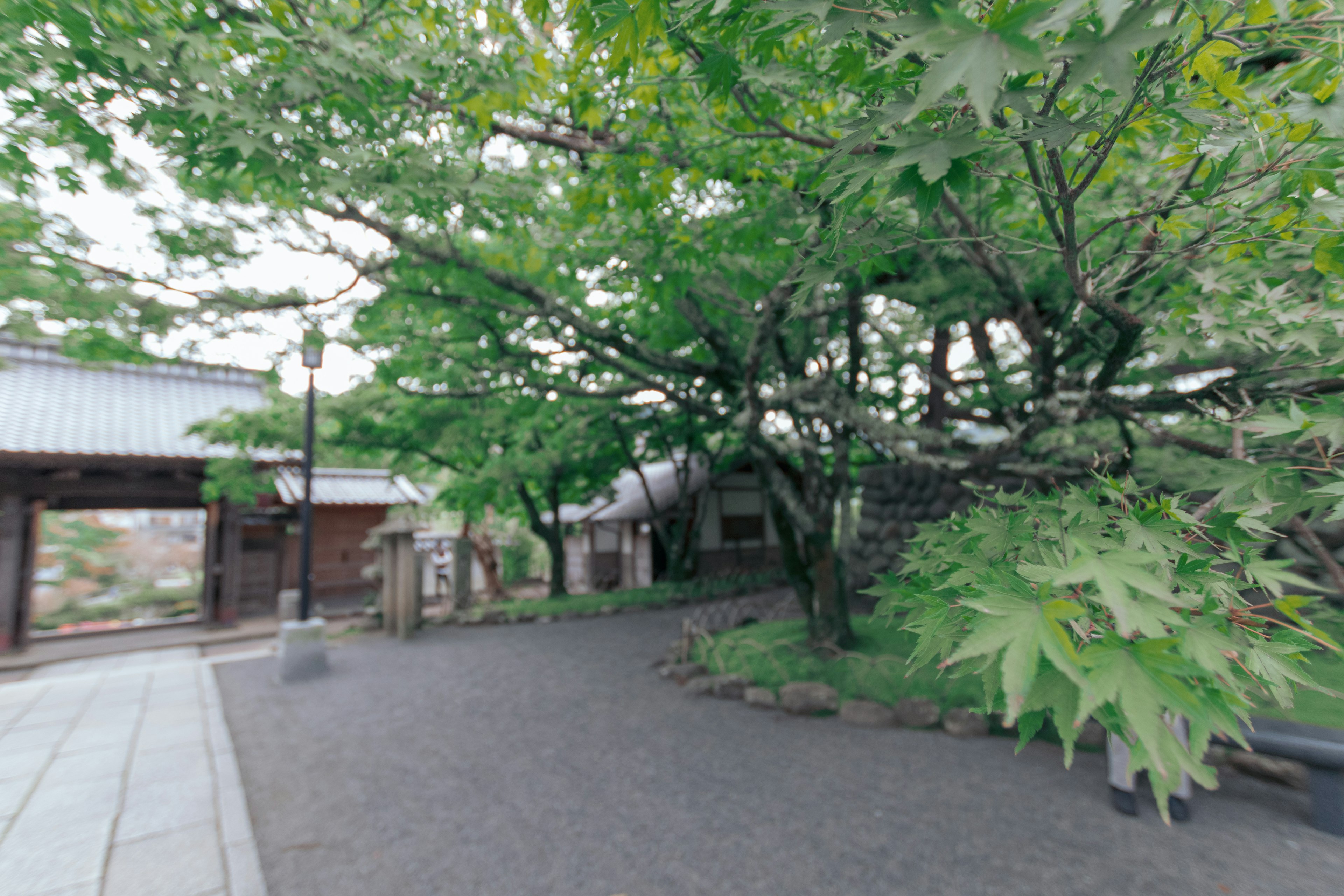 Jalan di taman Jepang dikelilingi pepohonan hijau subur