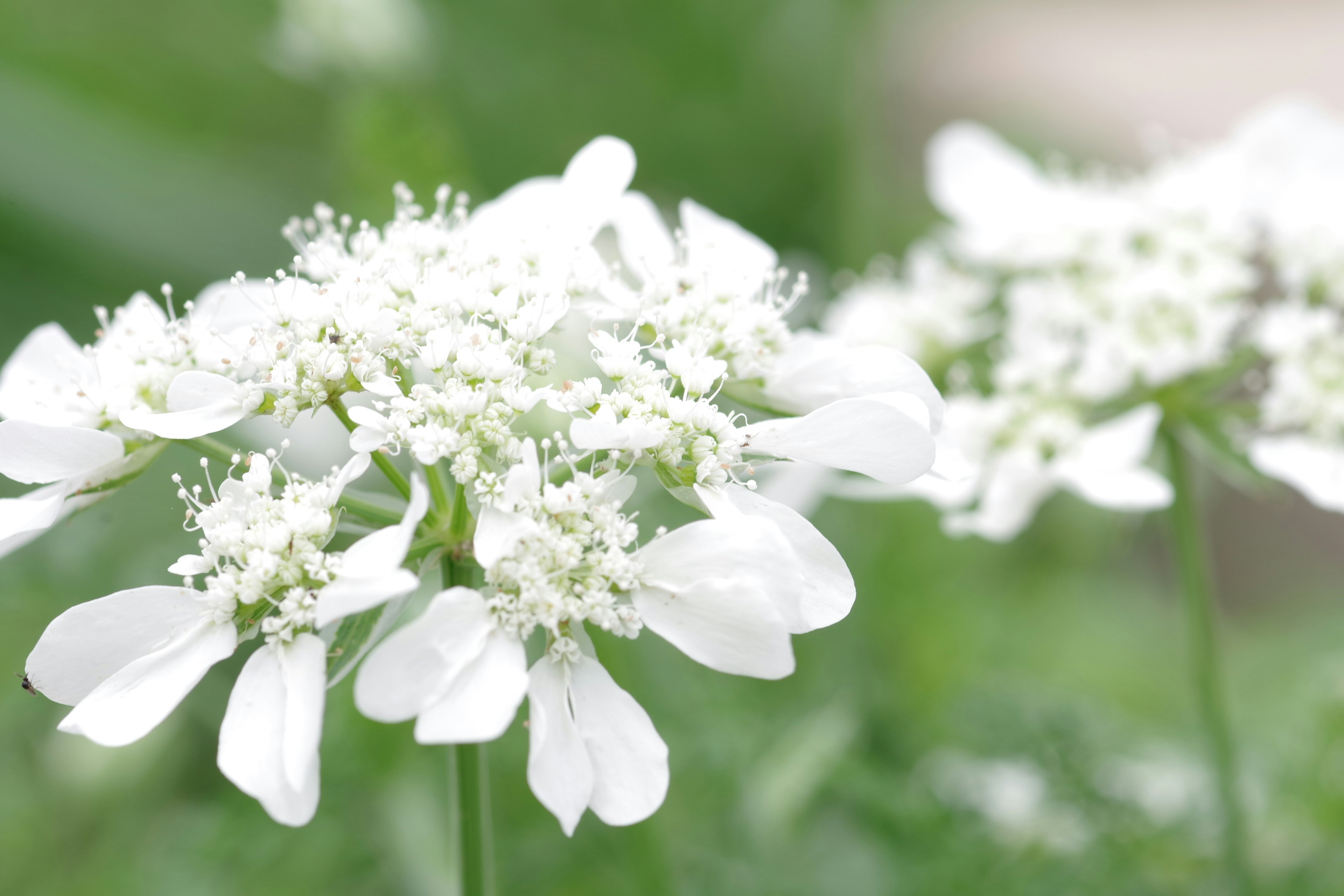 Acercamiento a flores blancas en una planta con fondo verde