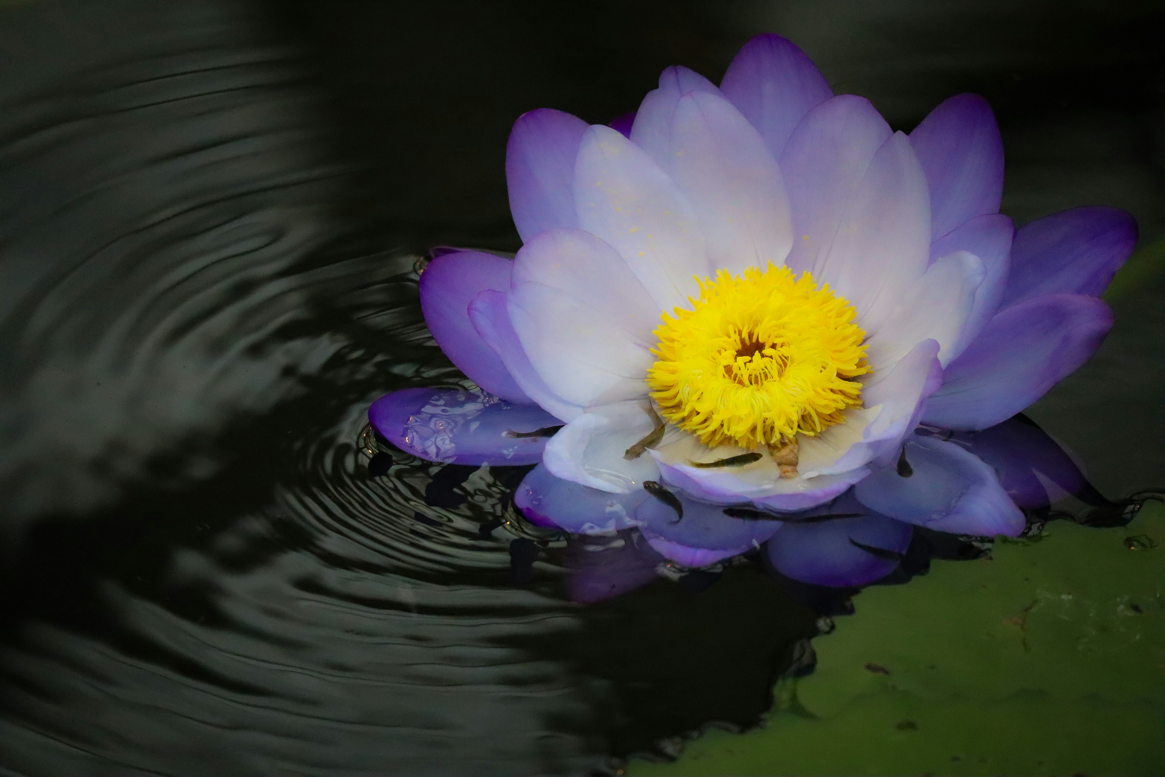 Eine schöne Lotusblume, die auf dem Wasser schwimmt, mit gelbem Zentrum und lila-weißen Blütenblättern