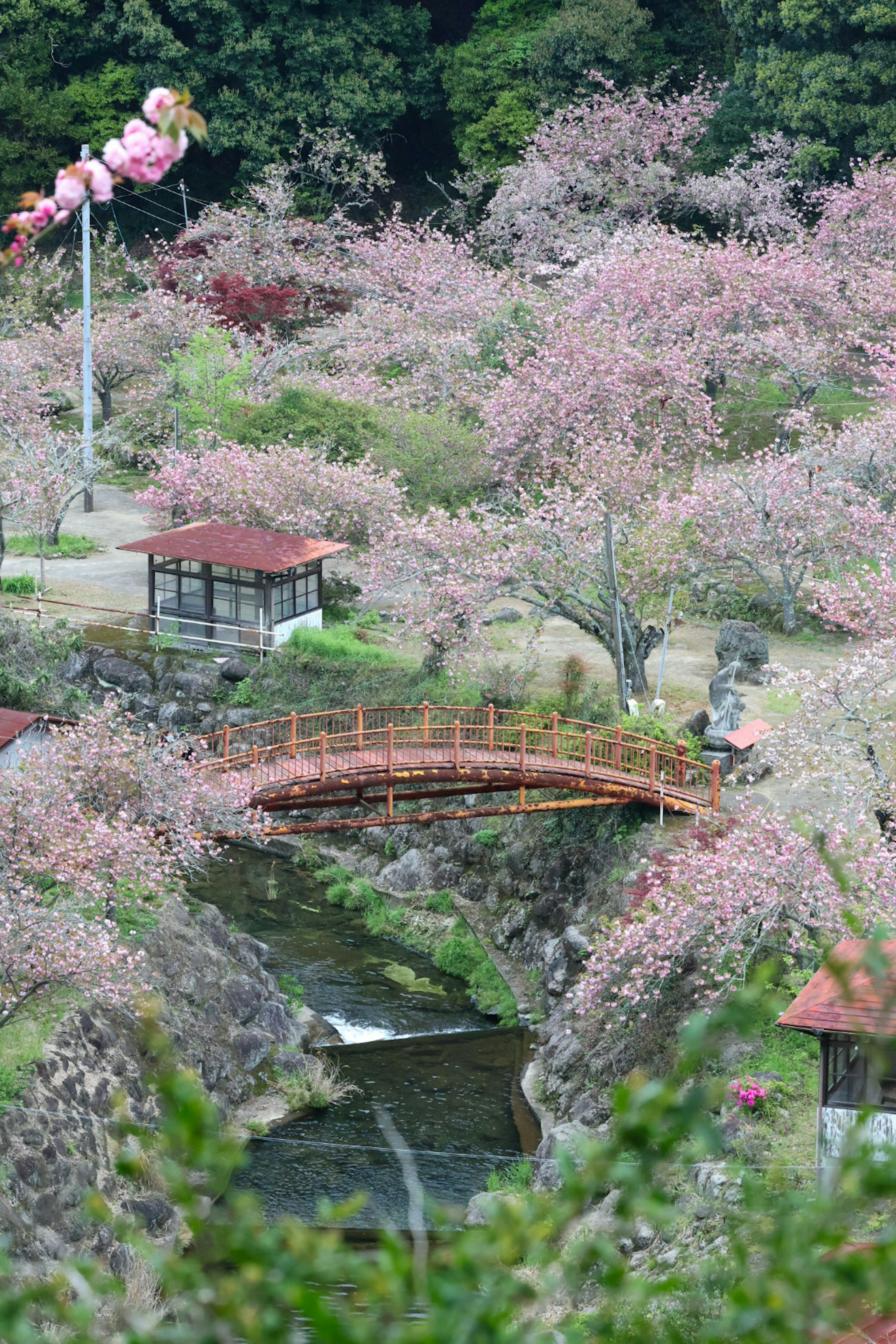 Vista panoramica di un parco con ciliegi in fiore che presenta un ponte rosso e un ruscello