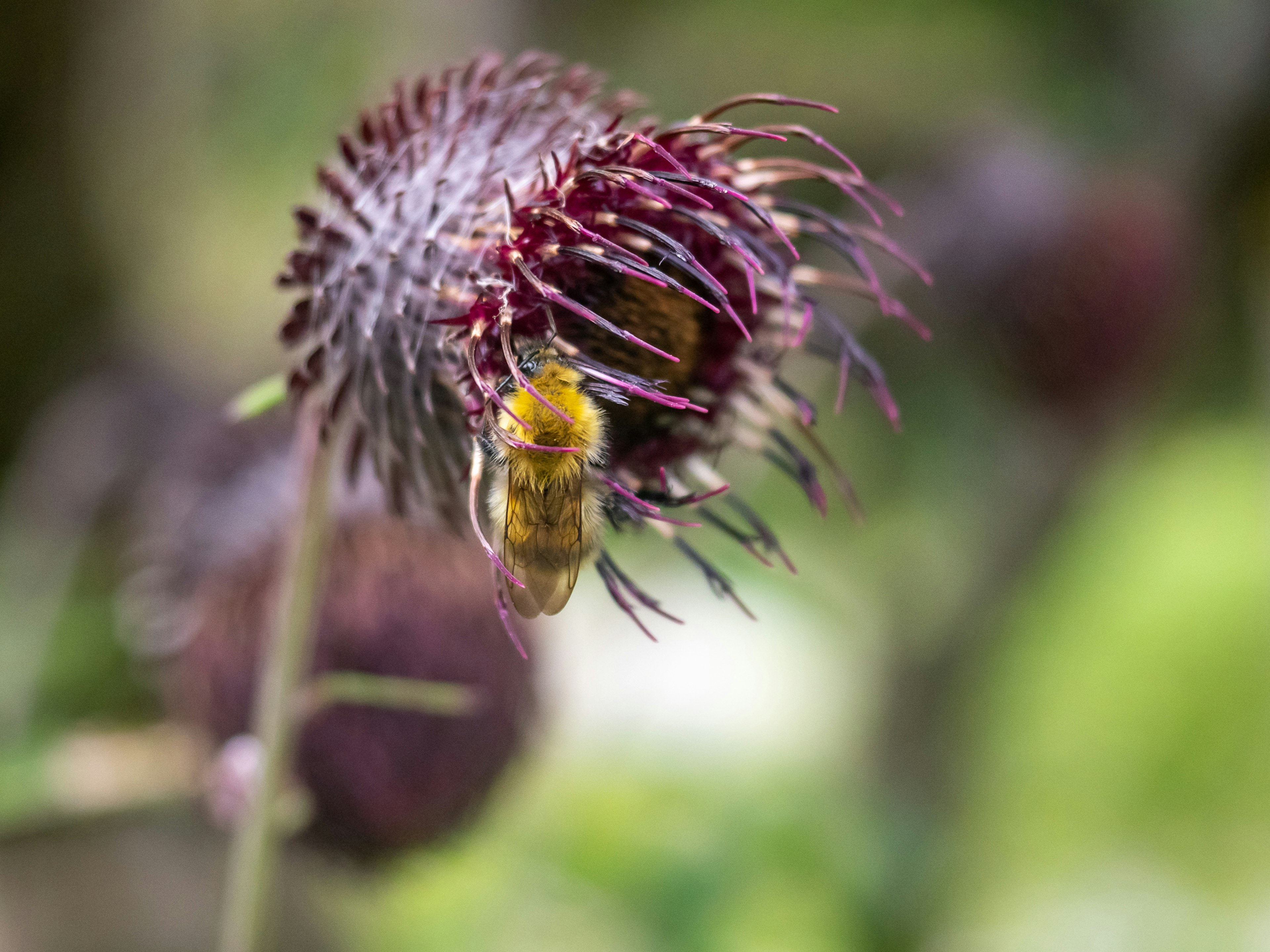 Close-up of a bee on a purple spiky flower