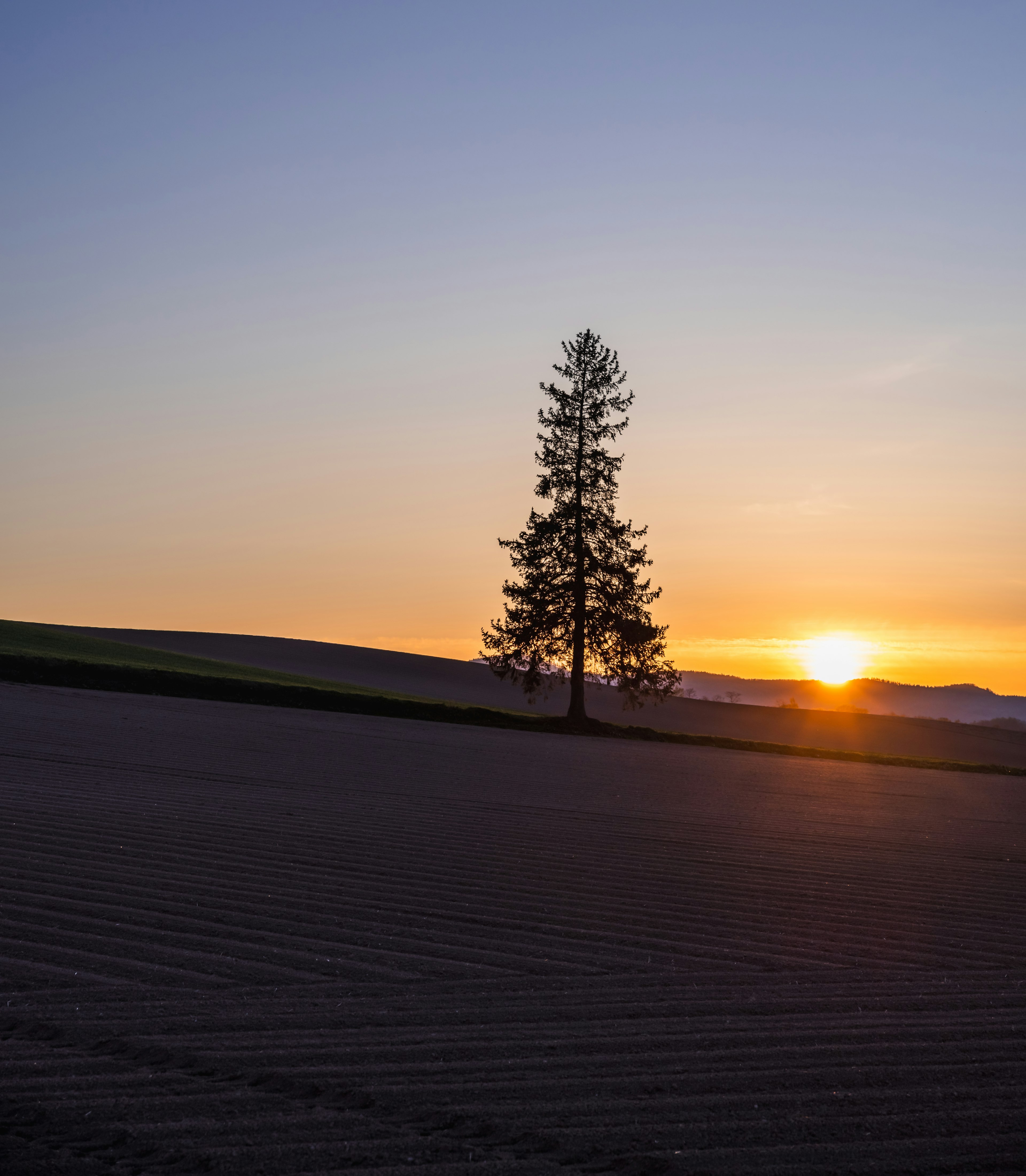 Un arbre solitaire se tenant contre un paysage de coucher de soleil