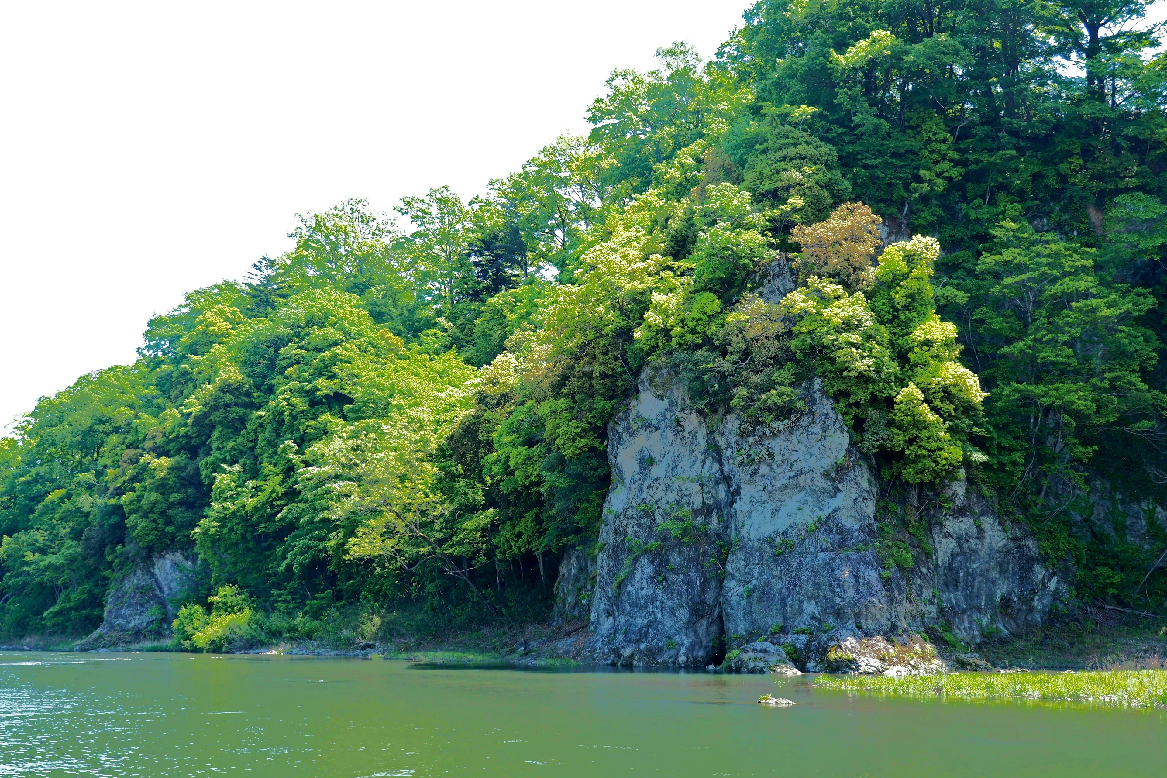 Lush green trees surrounding rocky shore with calm water surface