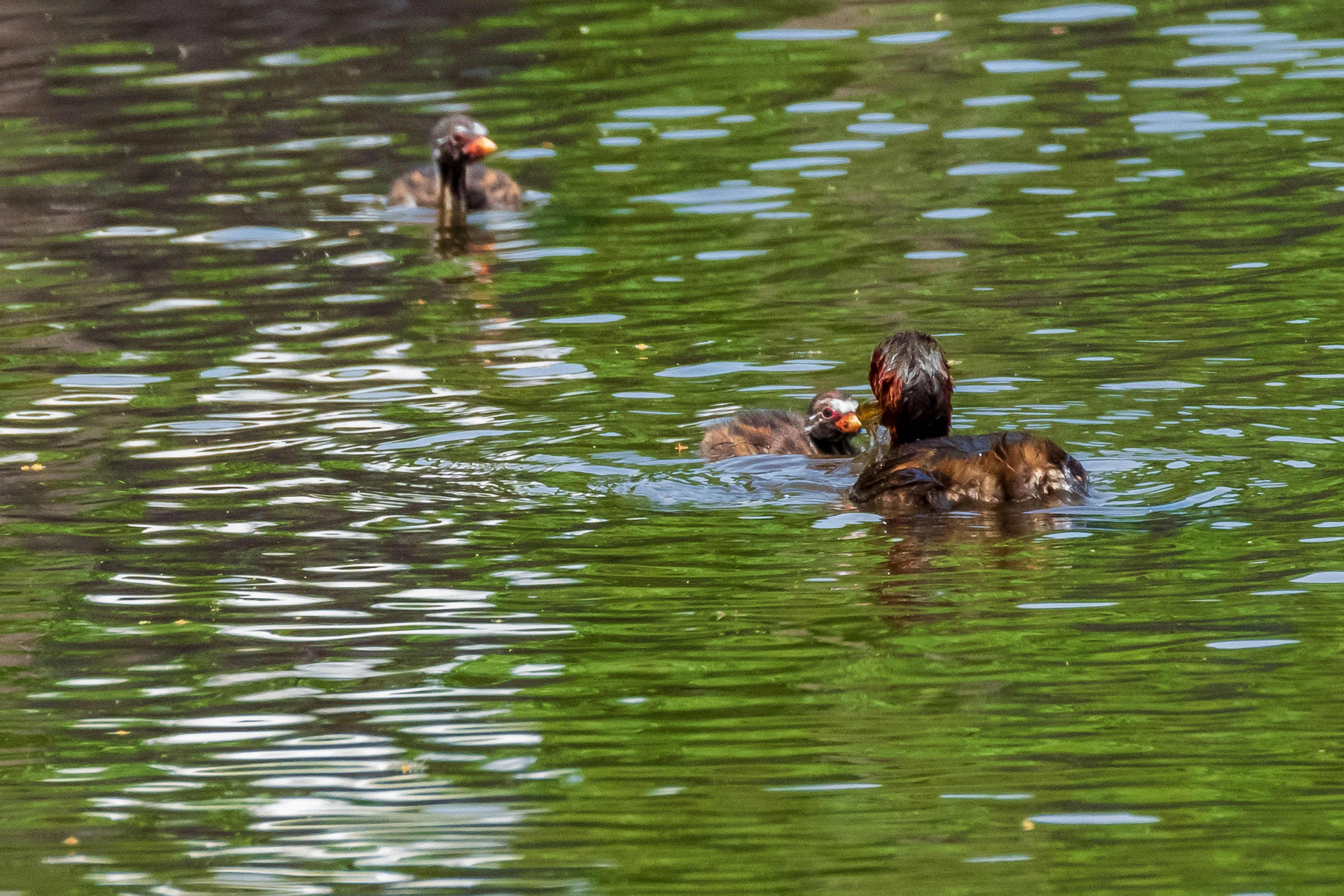 Una famiglia di anatre che nuota sull'acqua riflessi verdi vivaci