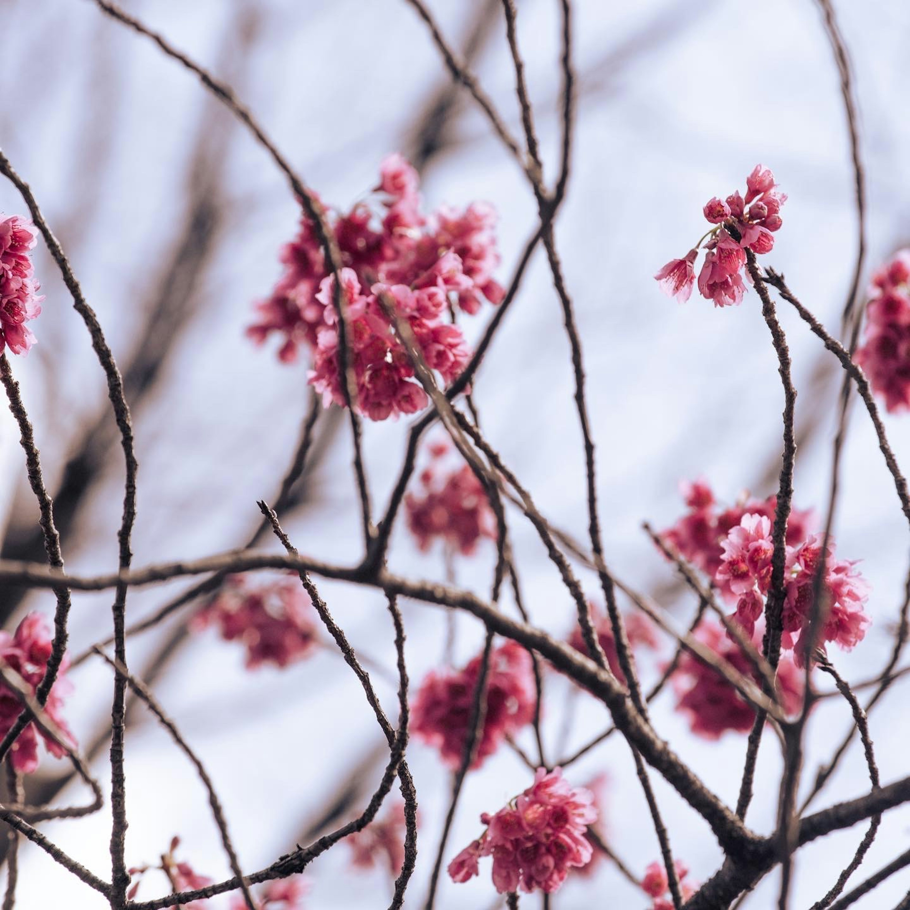 ピンクの花が咲いている枝のクローズアップ