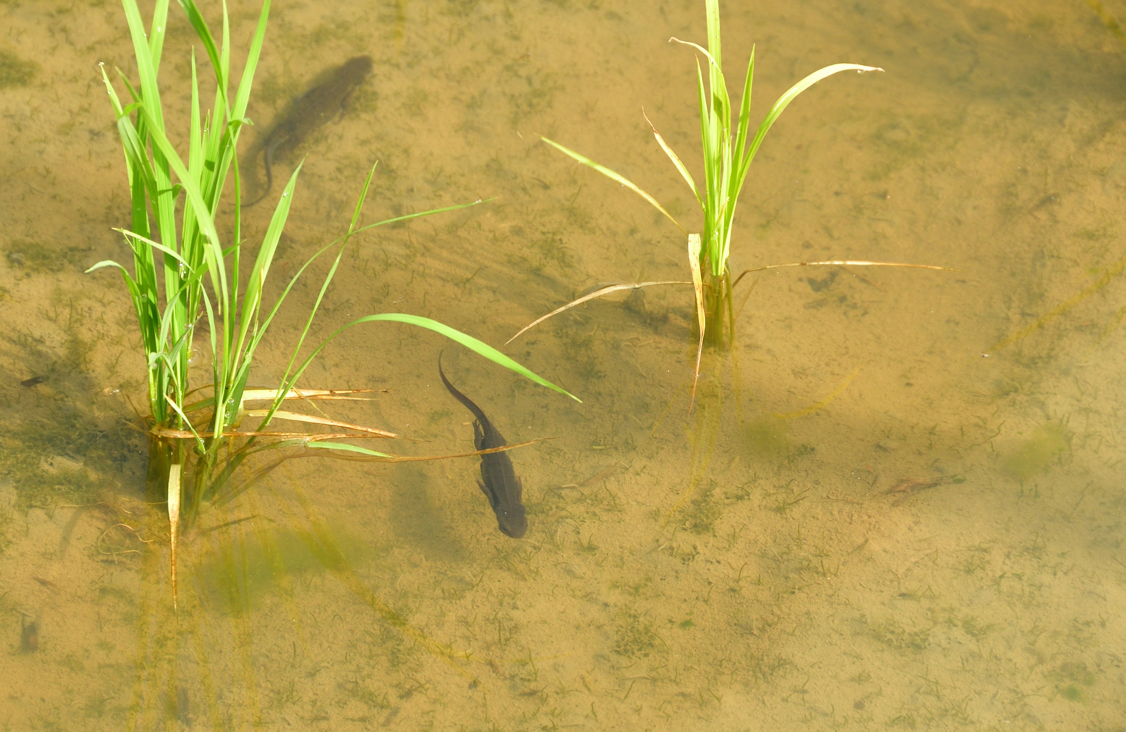 A small fish swimming in a rice paddy with green grass