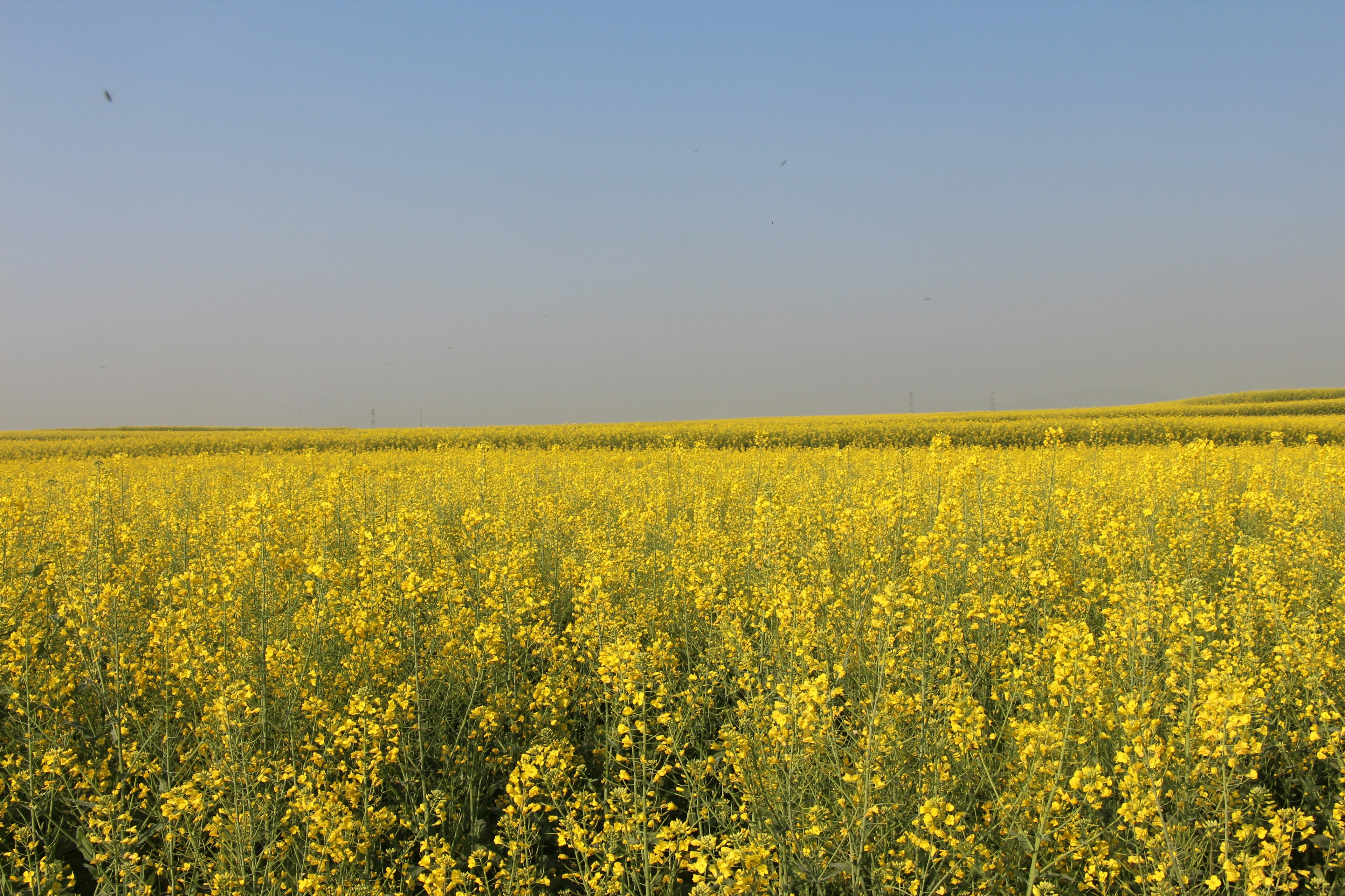 Vast field of yellow canola flowers under a blue sky