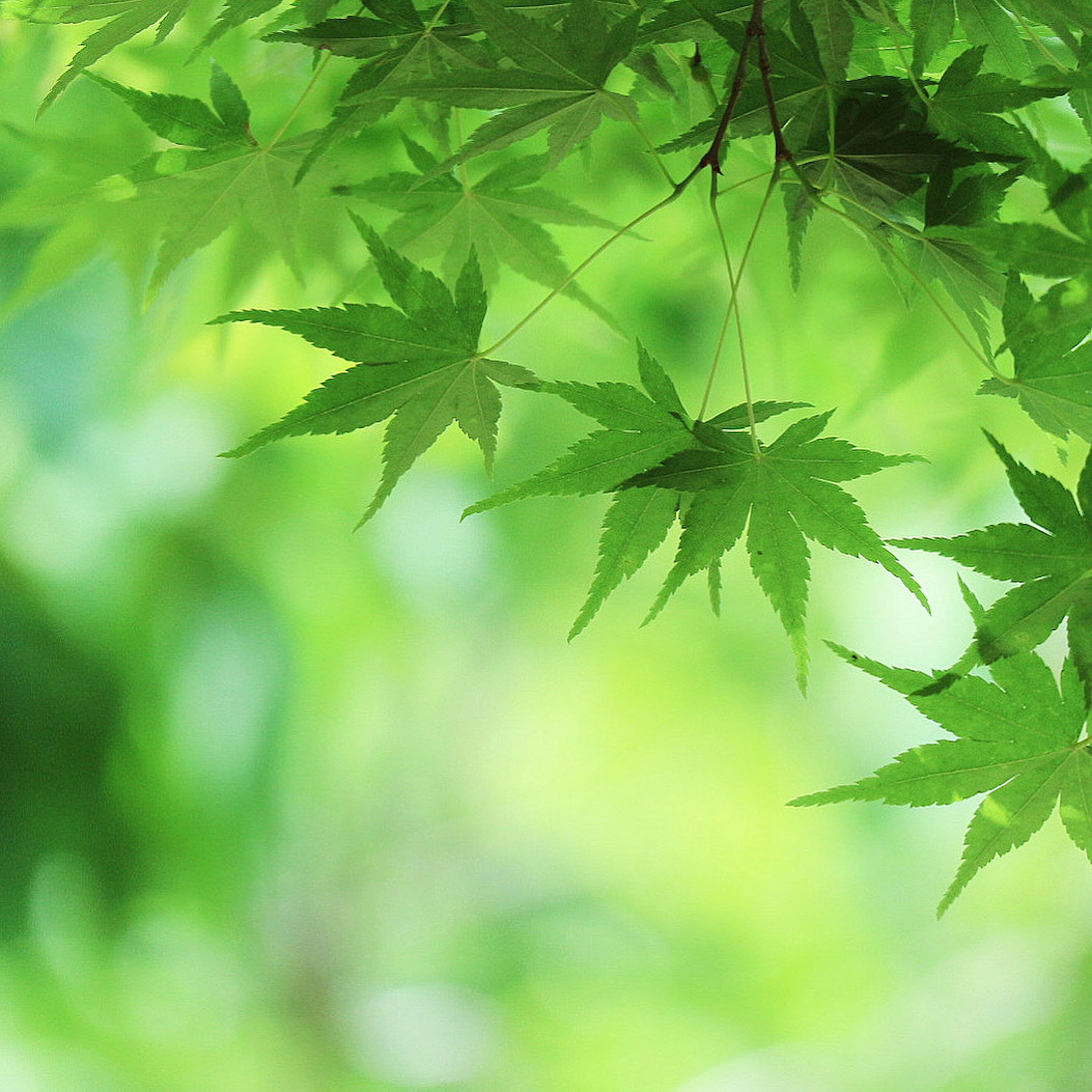 Feuilles d'érable sur un fond vert flou