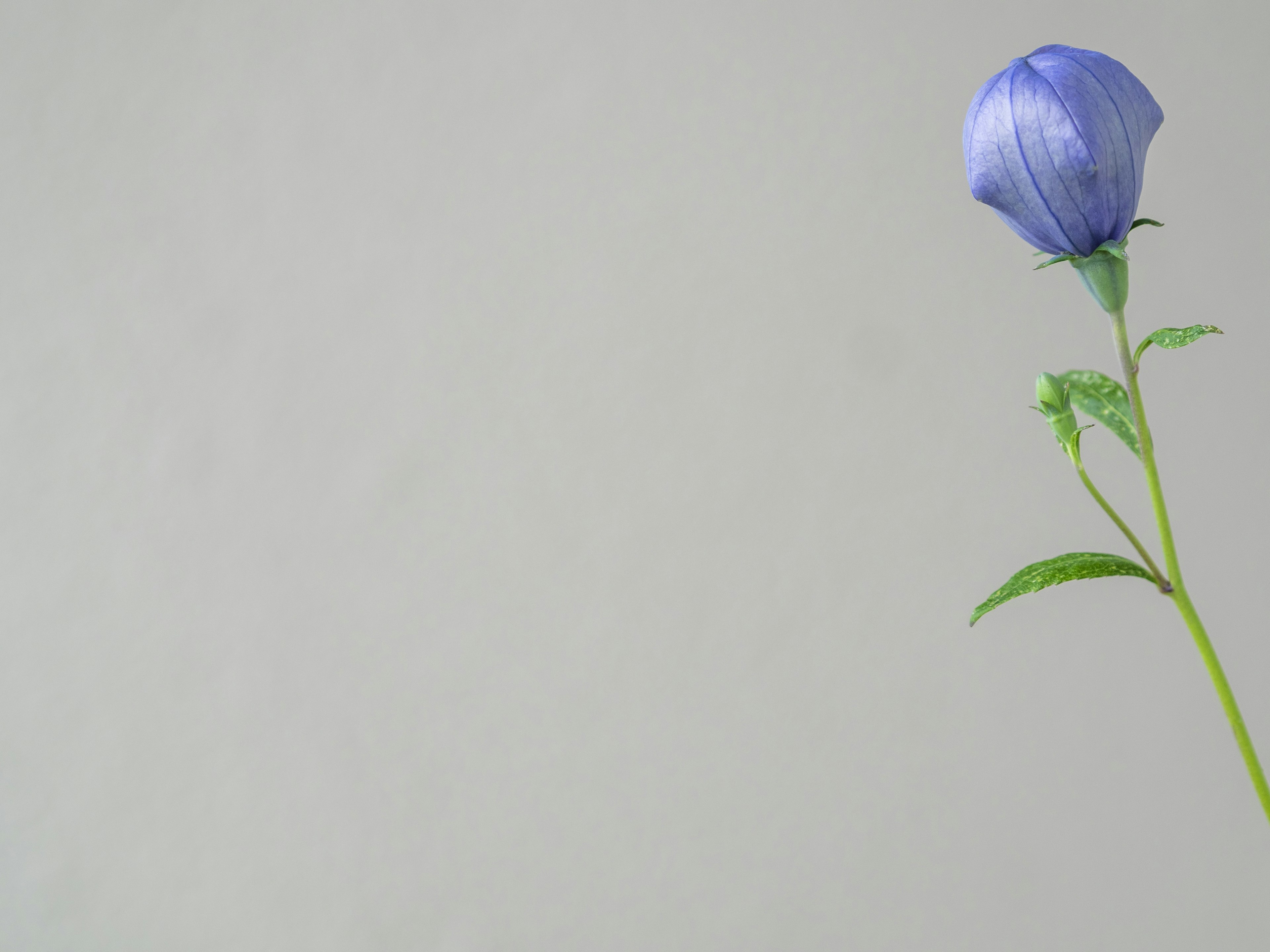 Une seule fleur bleue sur une tige verte sur un fond simple