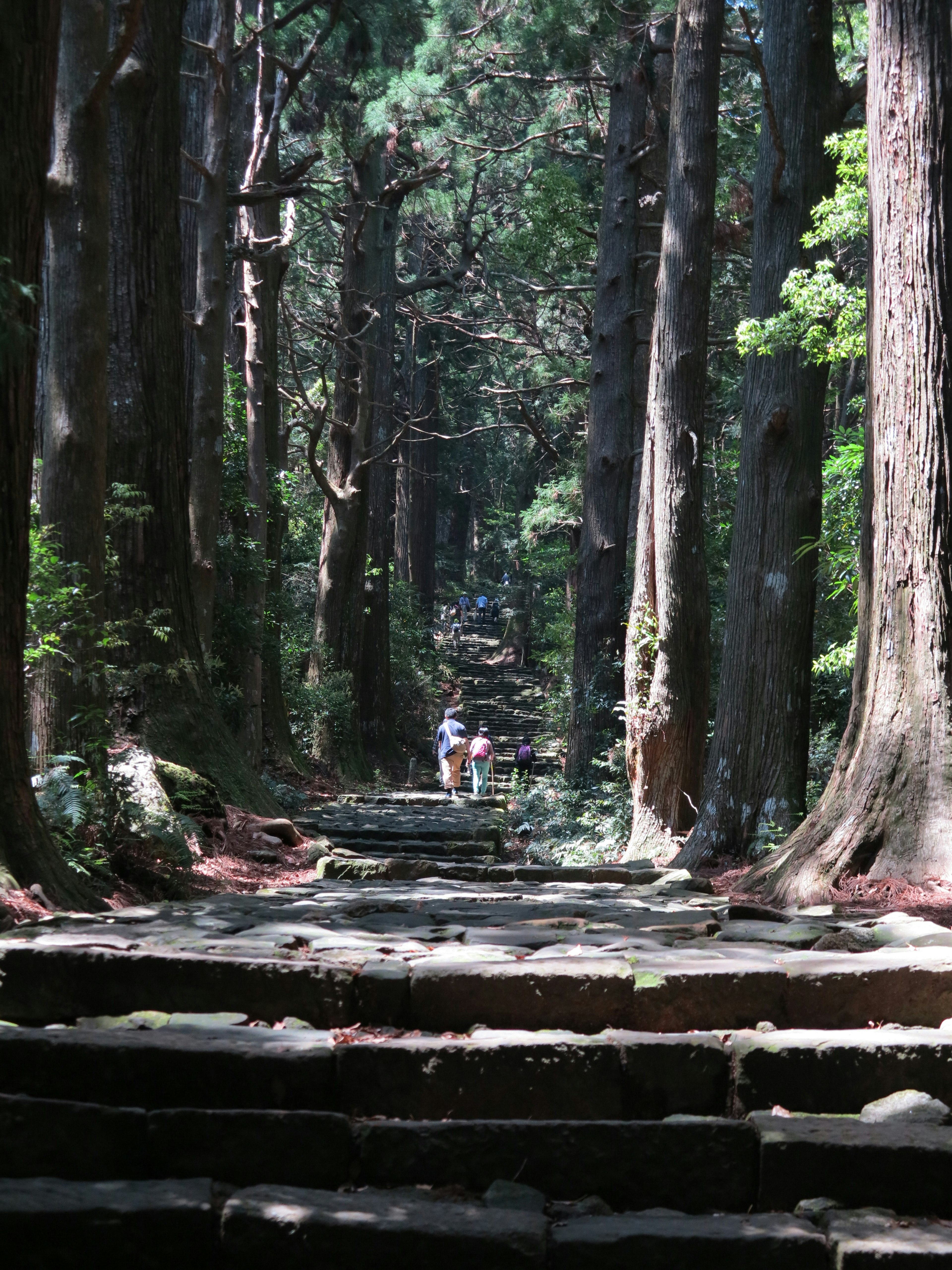 People walking up stone steps in a deep forest