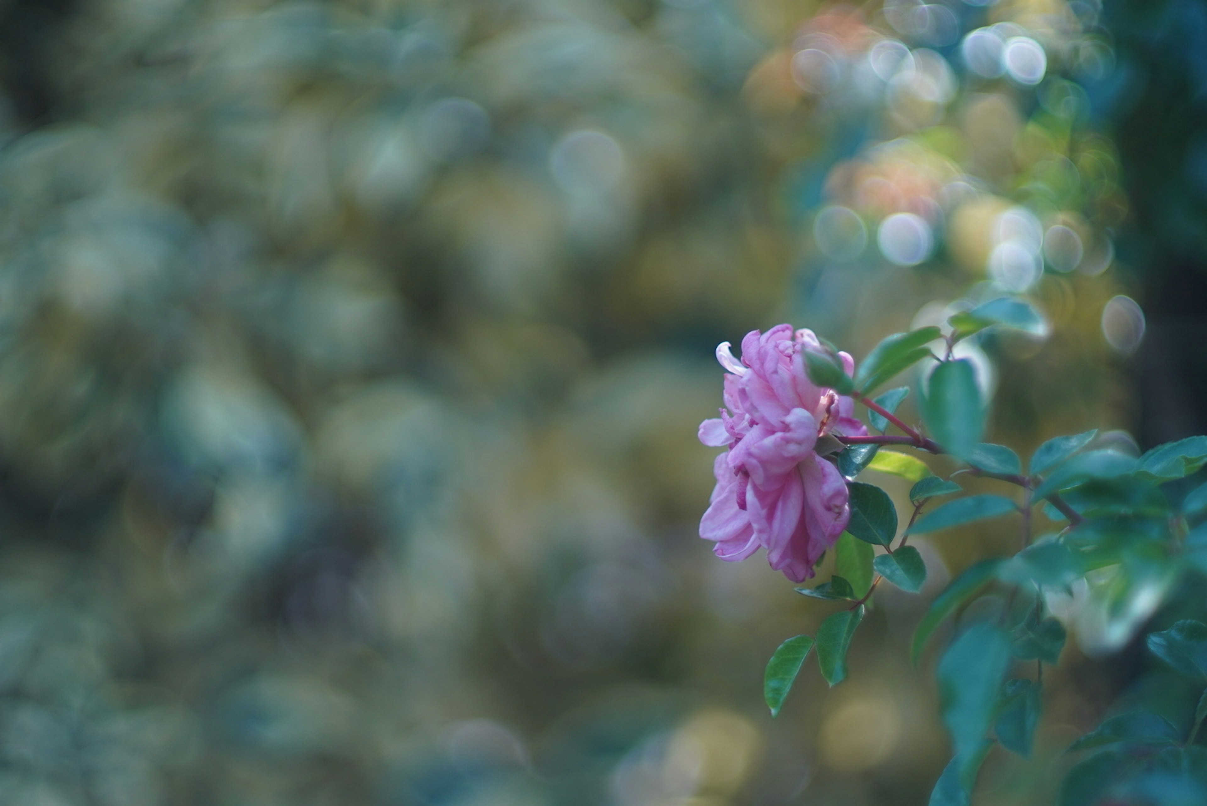 A beautiful natural scene featuring a pink flower in soft focus