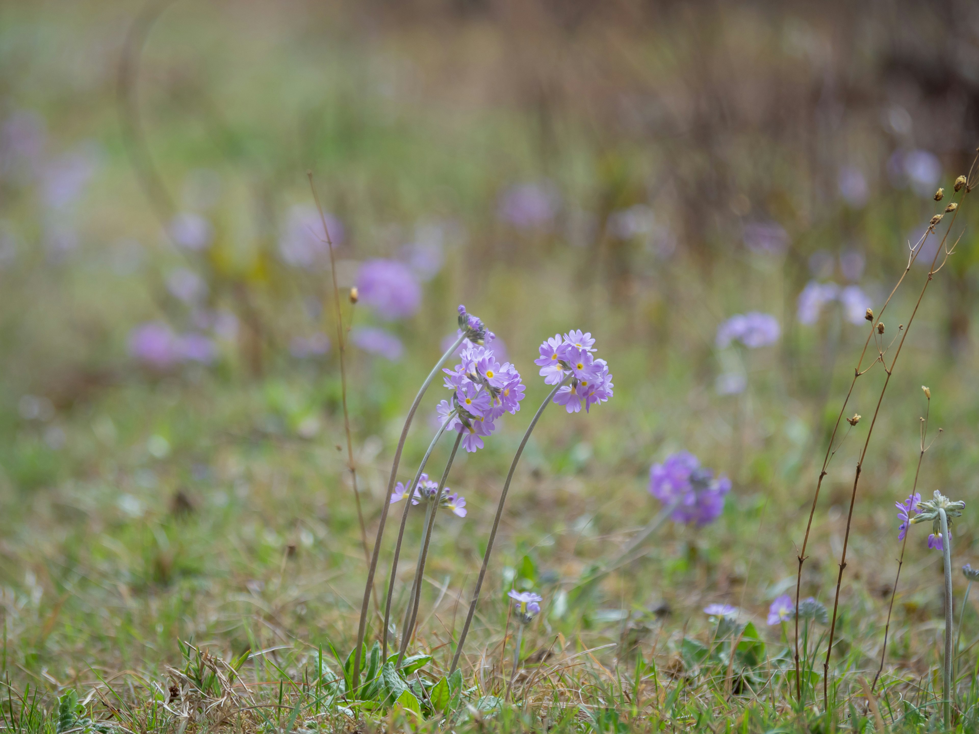 Champ de fleurs violettes en fleurs sur un sol herbeux