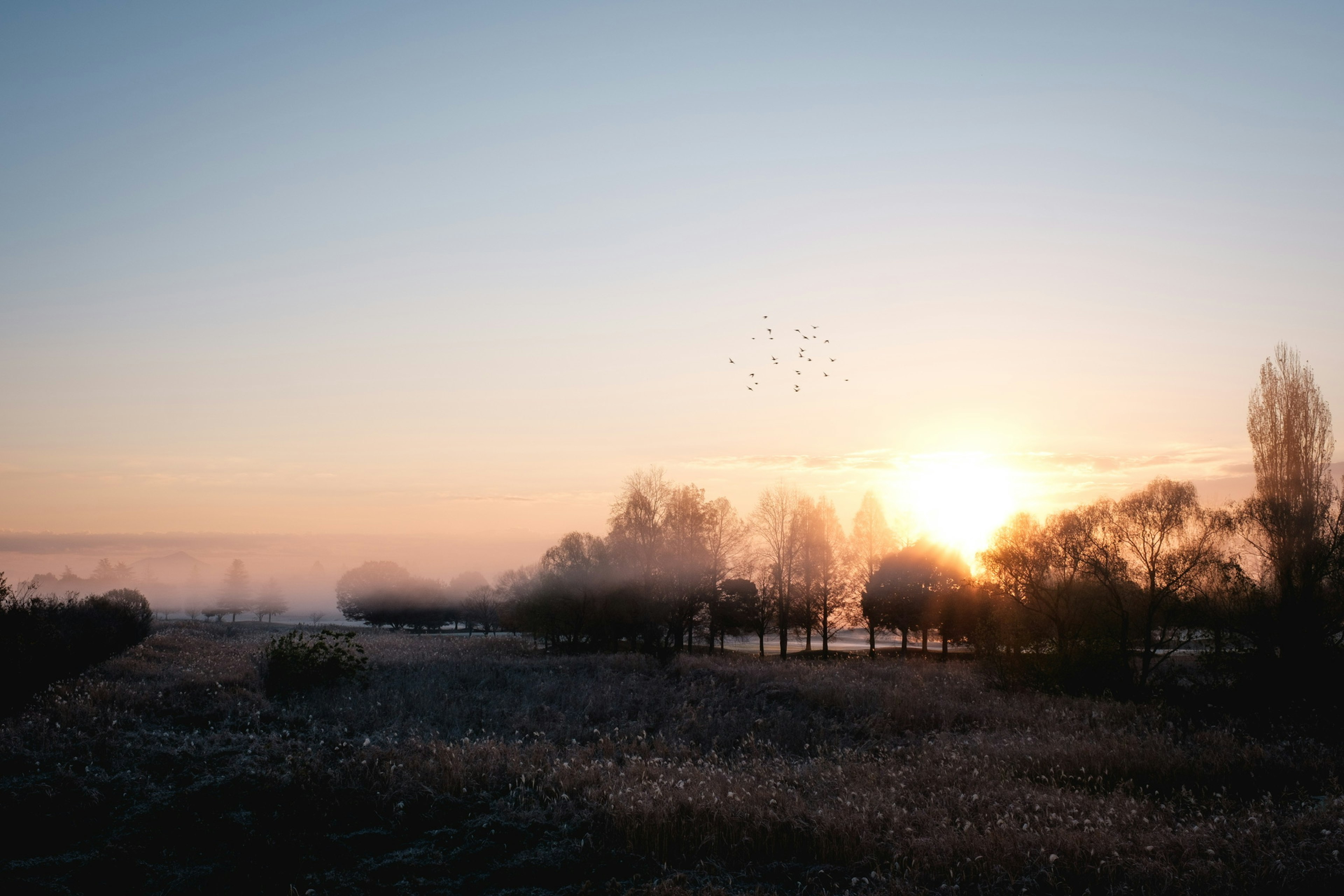 Un paesaggio mattutino sereno con il sole che sorge tra la nebbia con alberi e erba