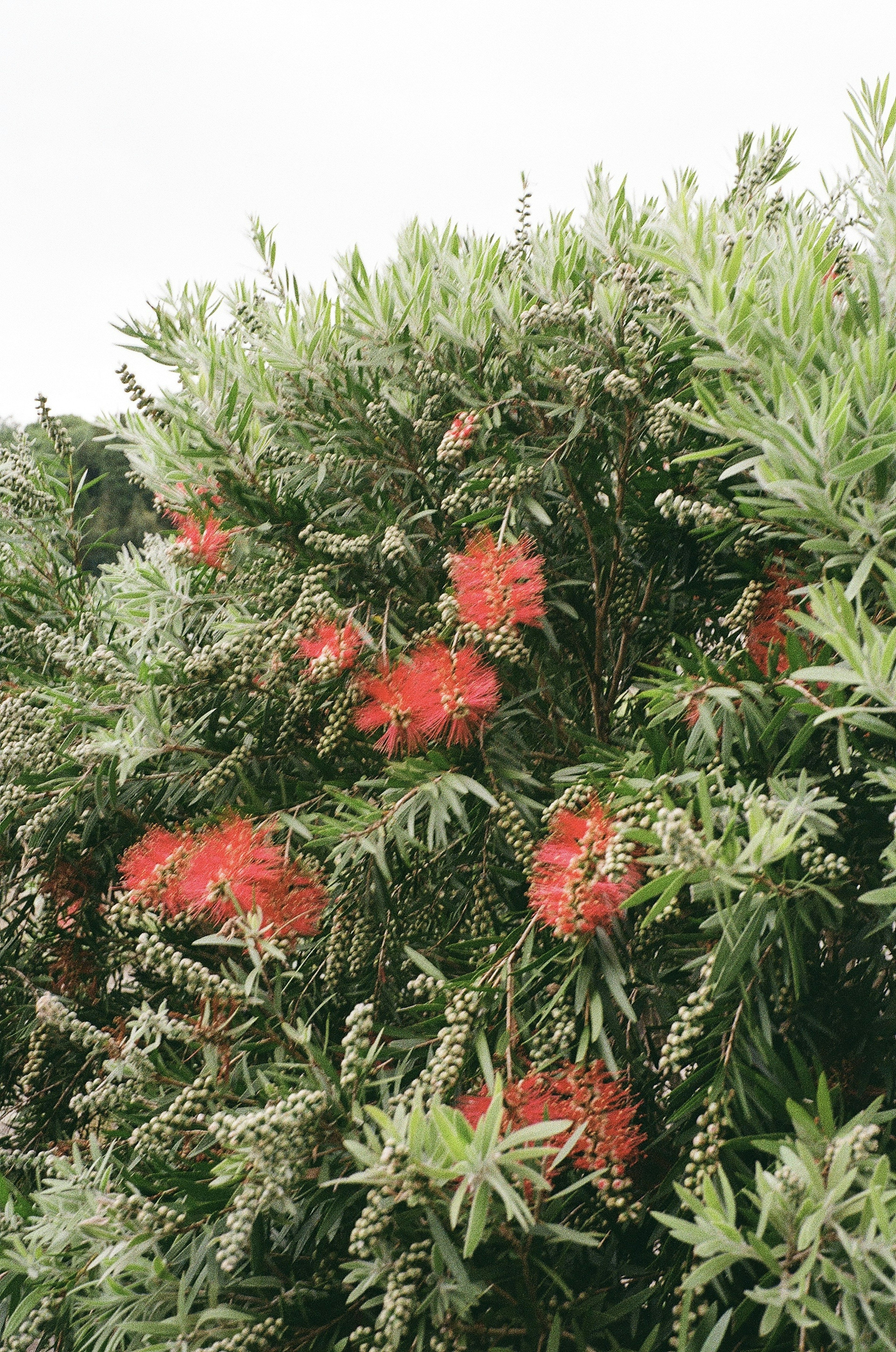 A bush with bright red flowers among green foliage