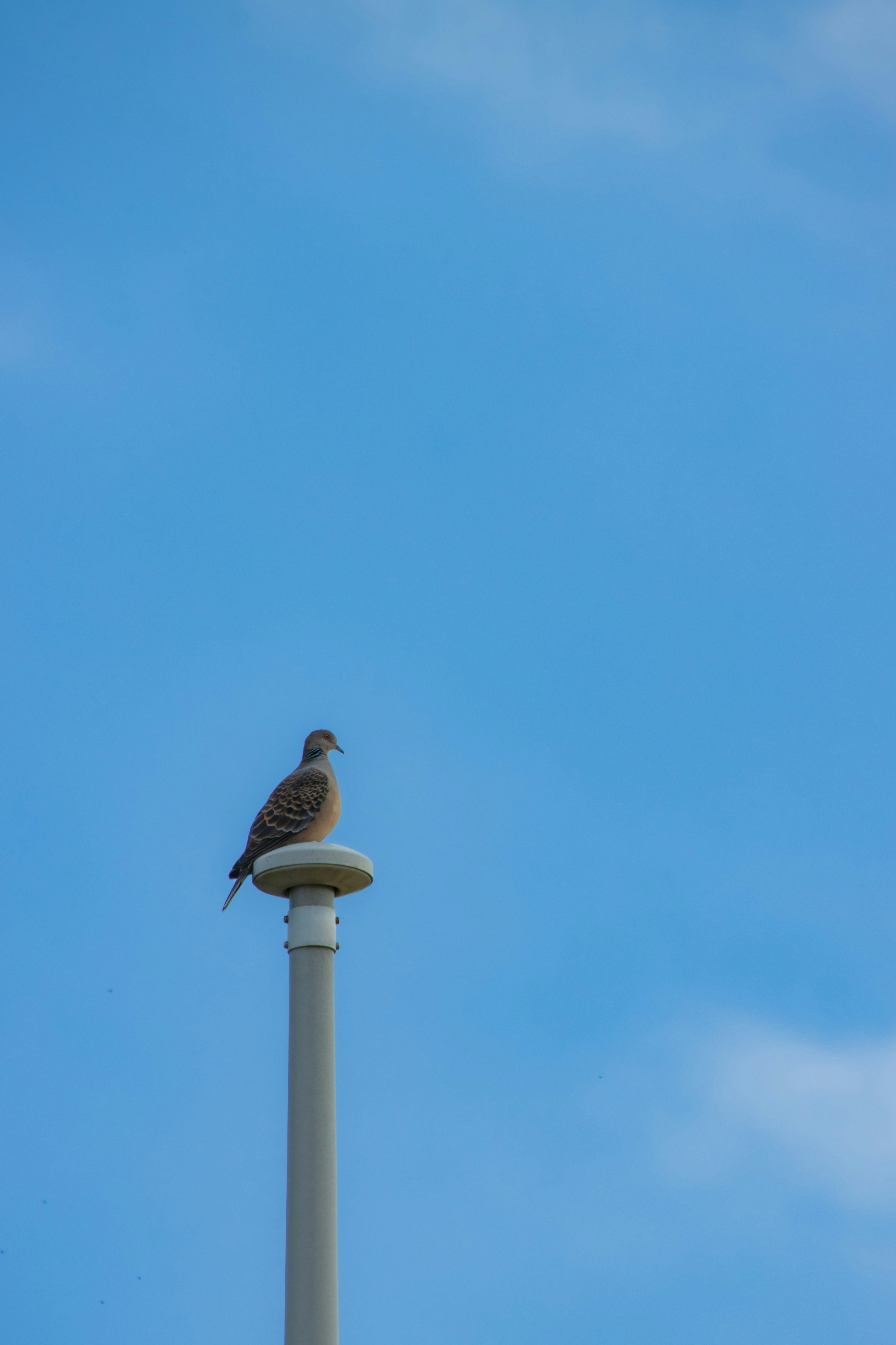 A bird perched on top of a pole against a blue sky