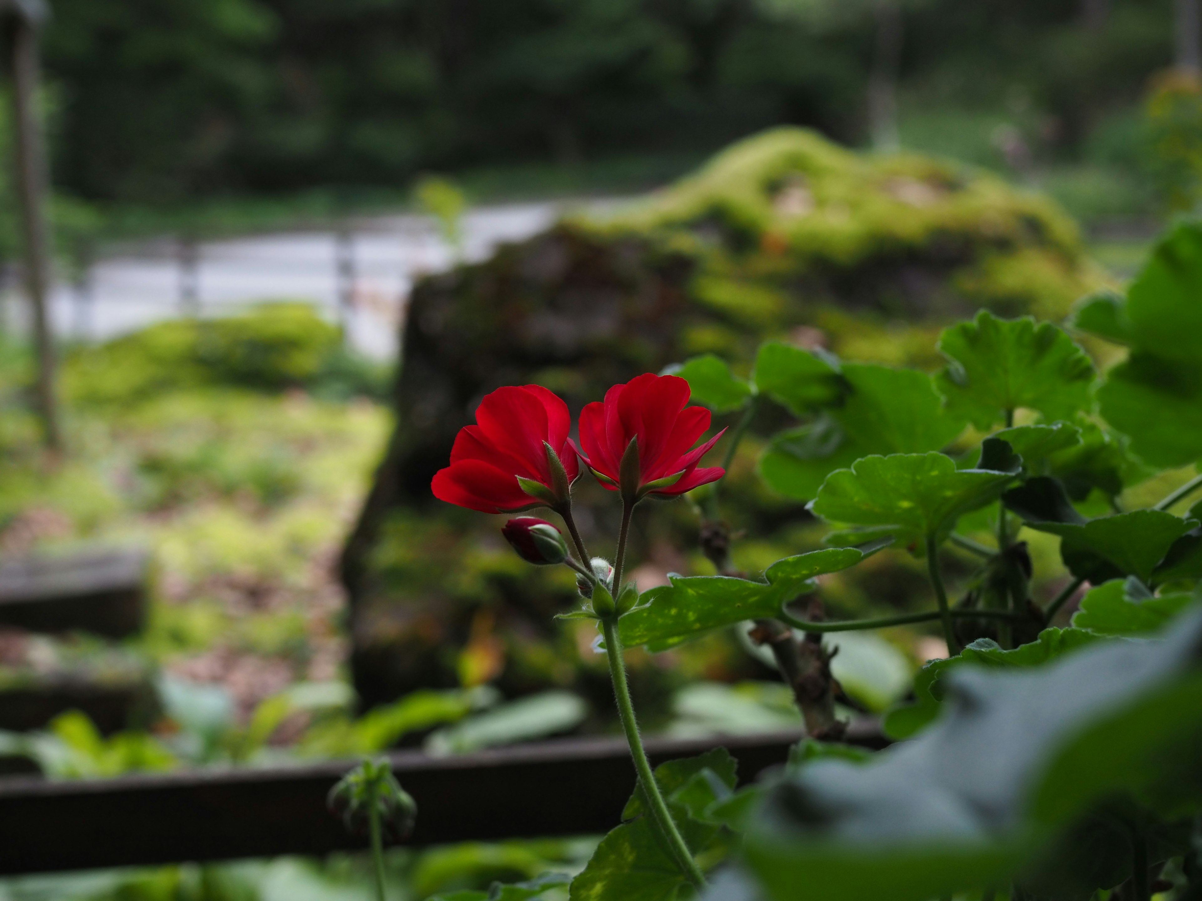 A red flower blooming among green leaves in a lush landscape