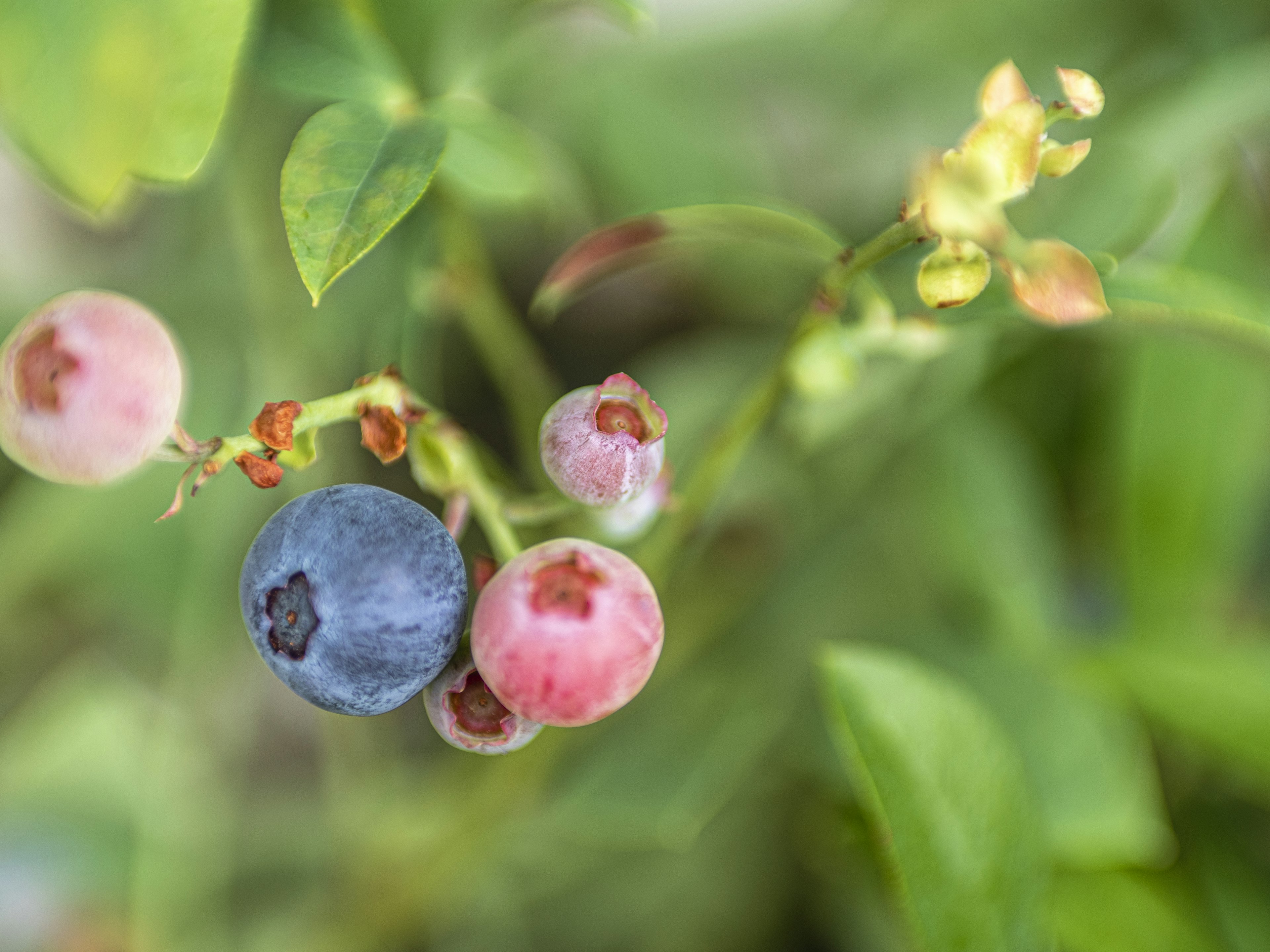 Mûre bleue et fruits roses non mûrs poussant parmi des feuilles vertes