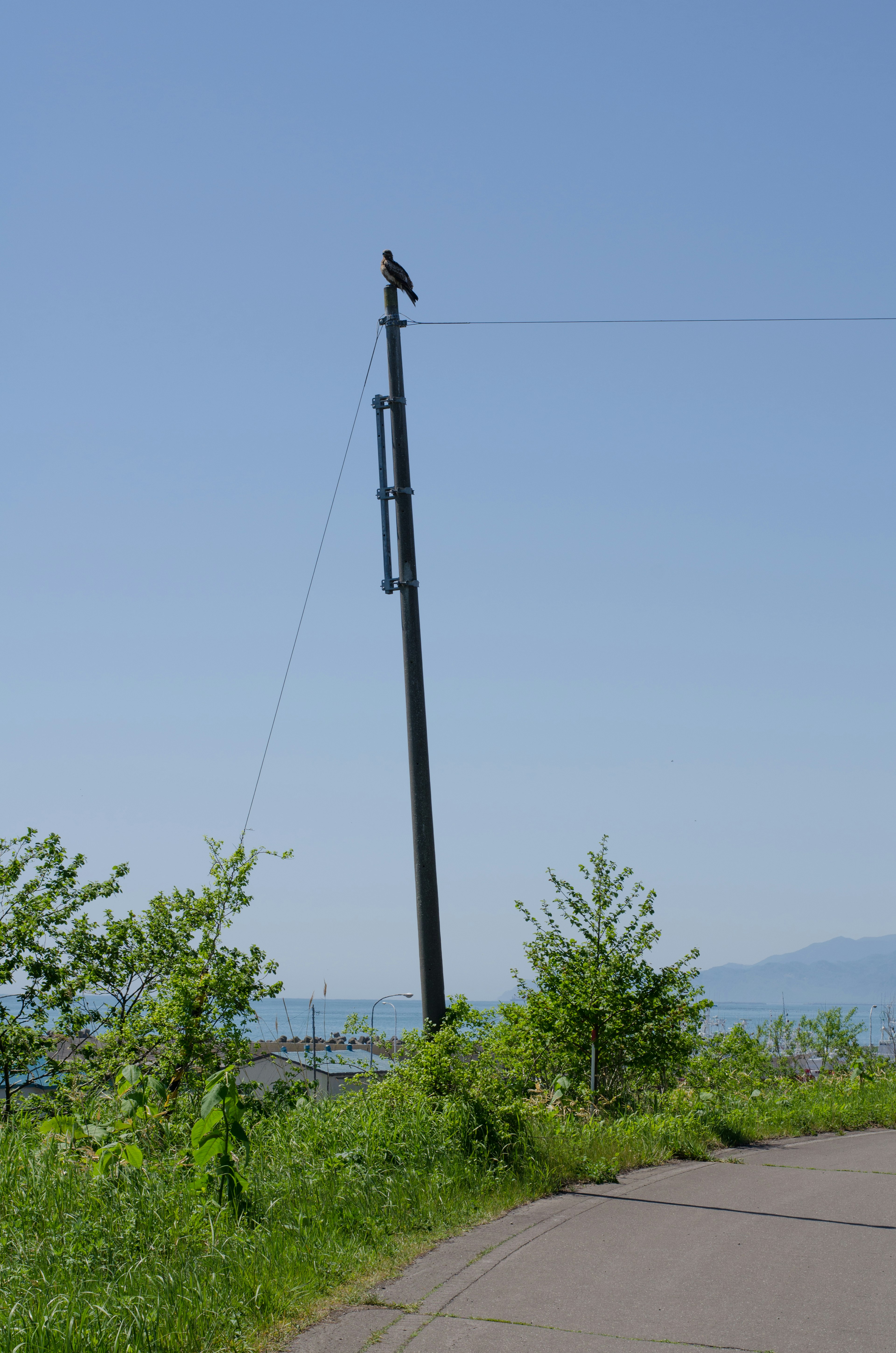 A utility pole under a blue sky with a bird perched on top