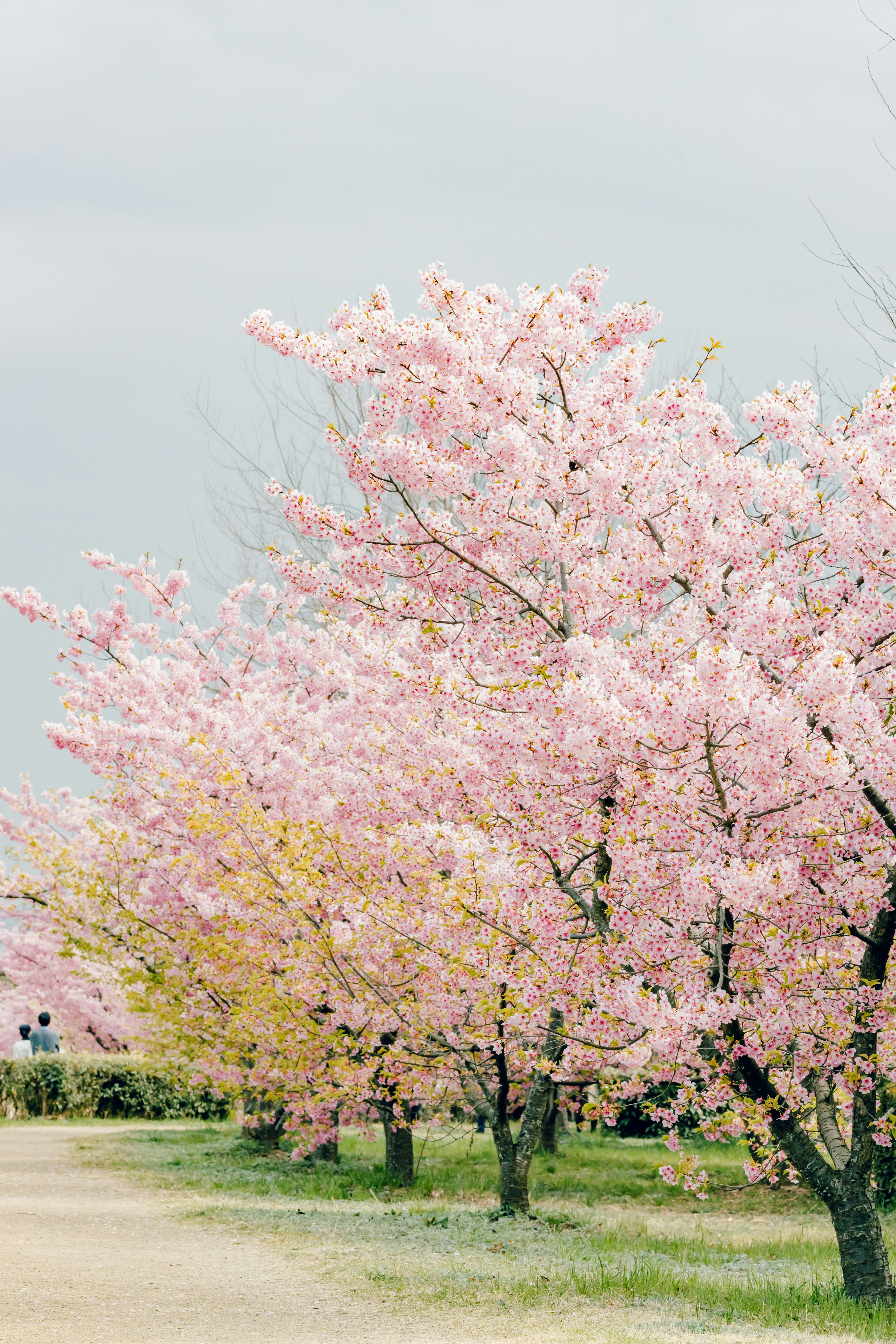 Hermoso paisaje de árboles de cerezo con flores rosa suave