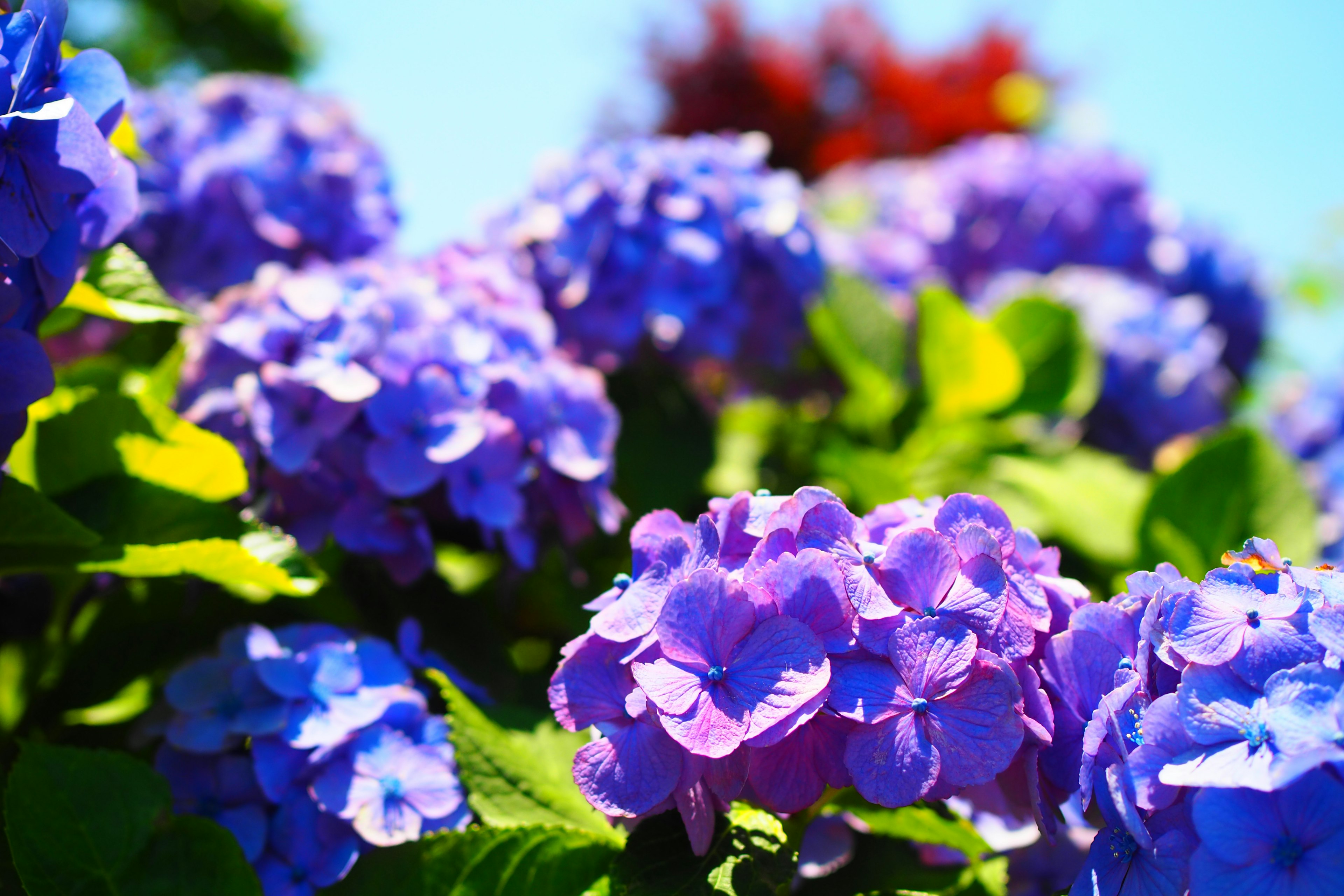 Lebendige lila Hortensienblüten blühen unter einem blauen Himmel