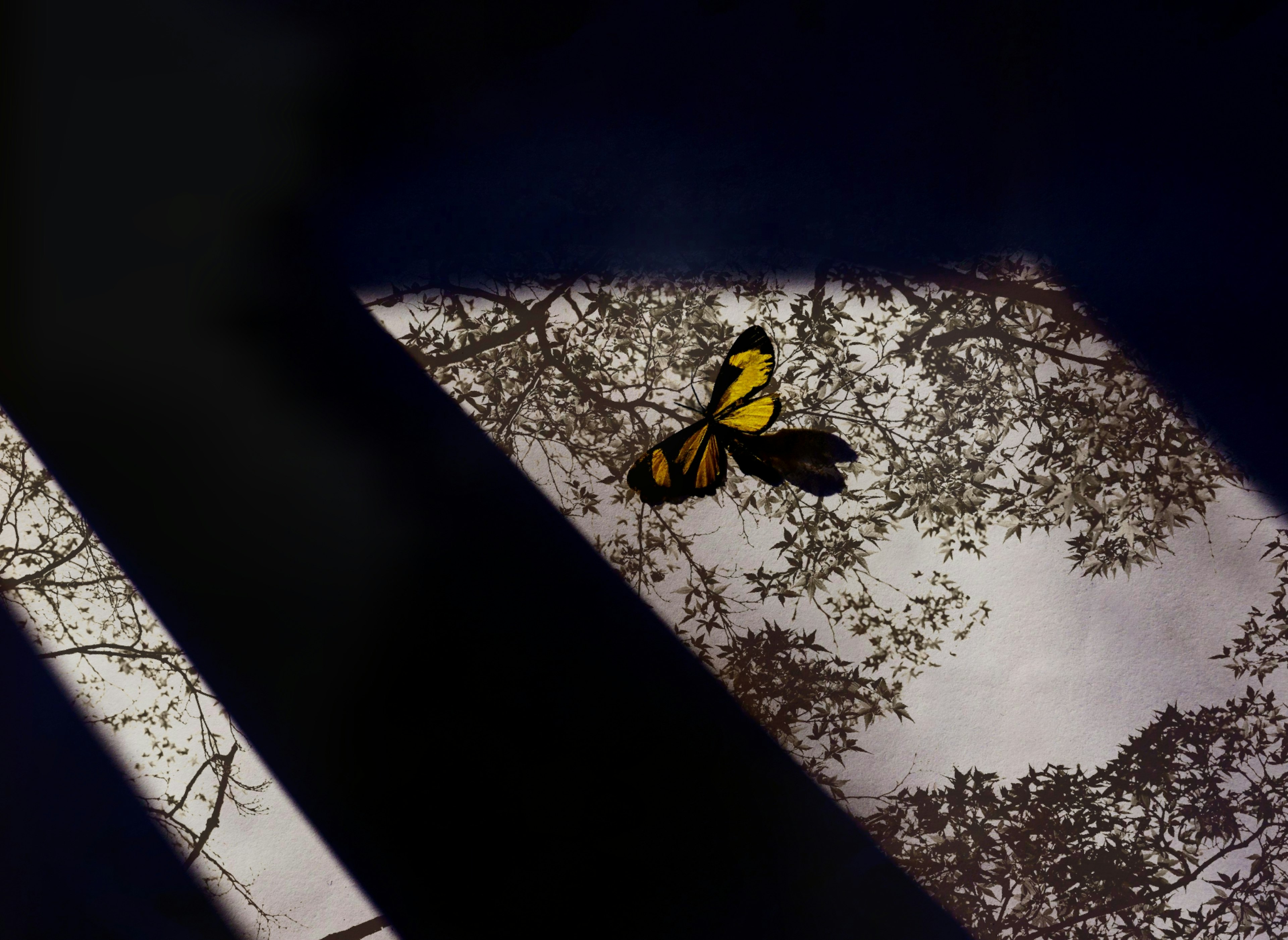 Una mariposa amarilla flotando con sombras de árboles reflejadas