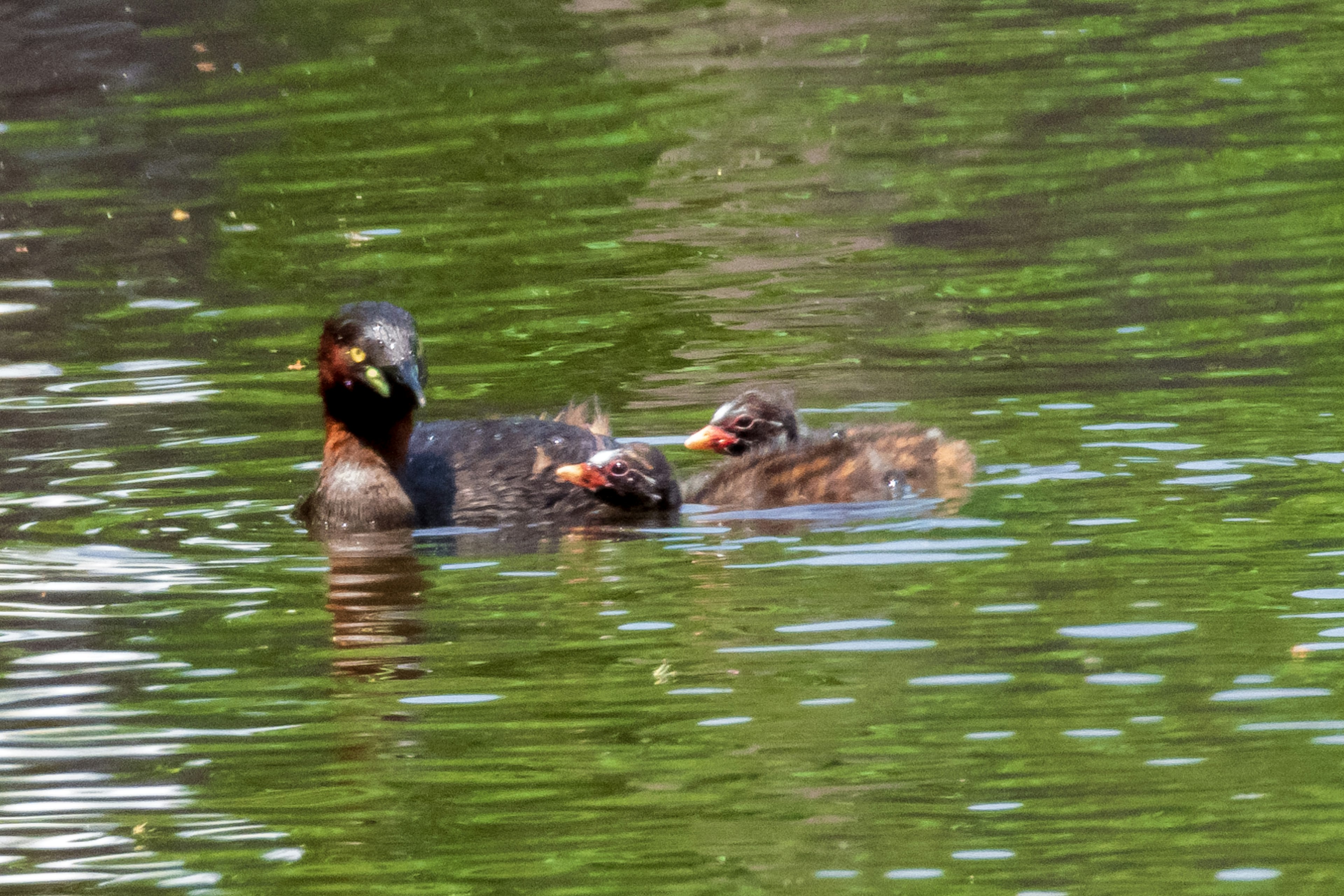 Eine Familie von Vögeln, die auf dem Wasser schwimmt mit einem Elternteil und Küken