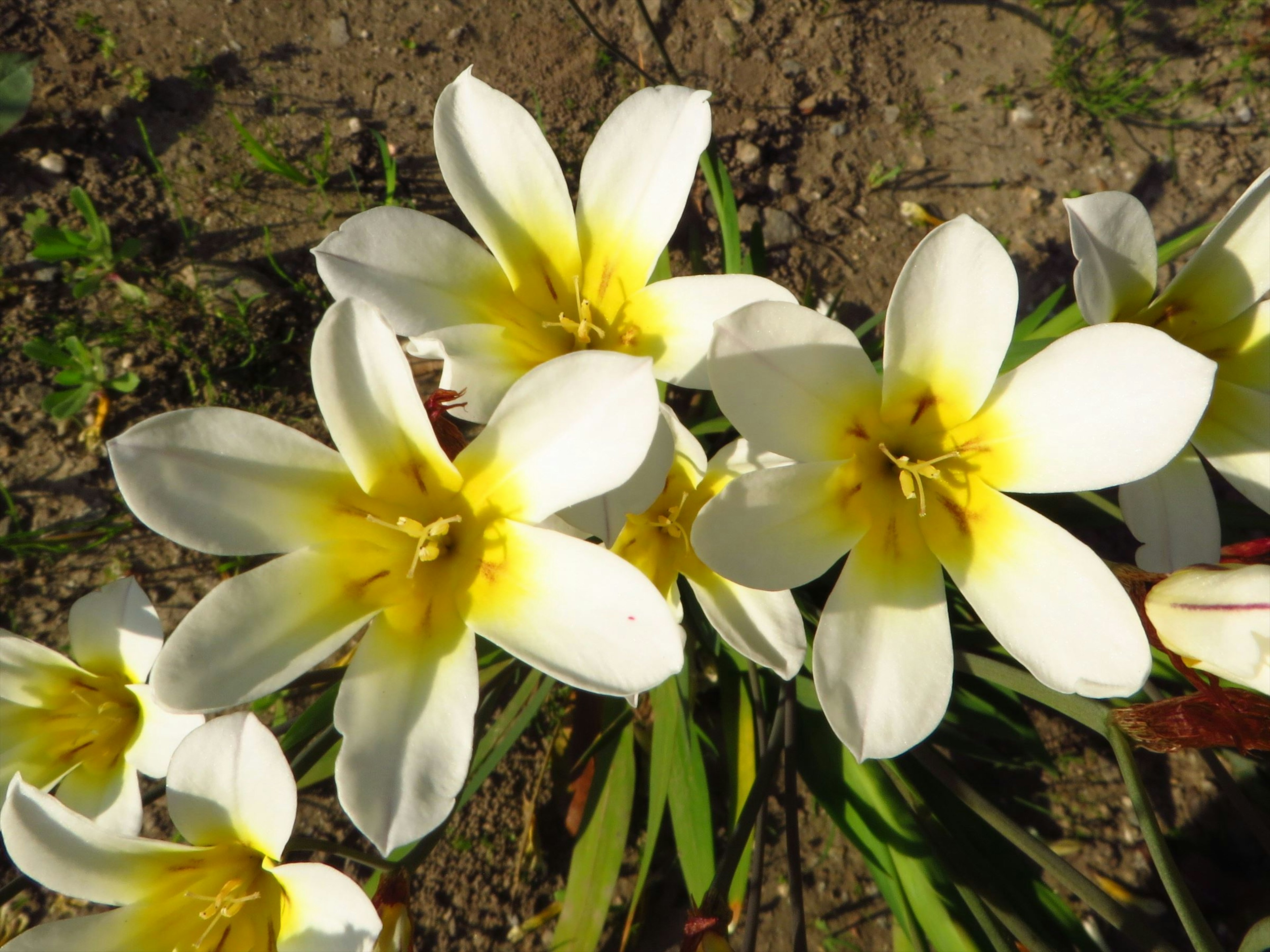 白い花びらに黄色の中心を持つ花の群れ