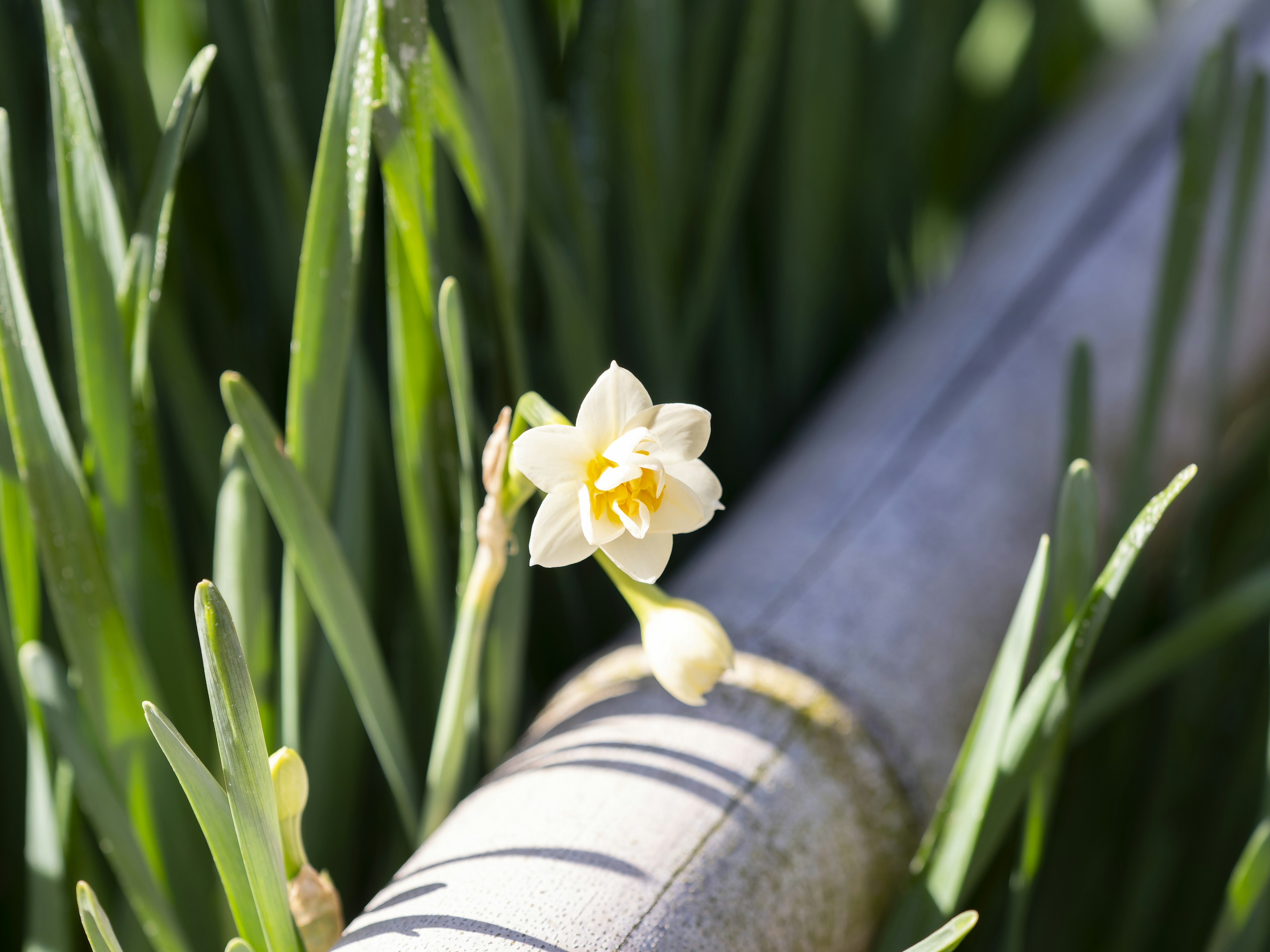 A yellow daffodil flower blooming among green grass with a bamboo pipe