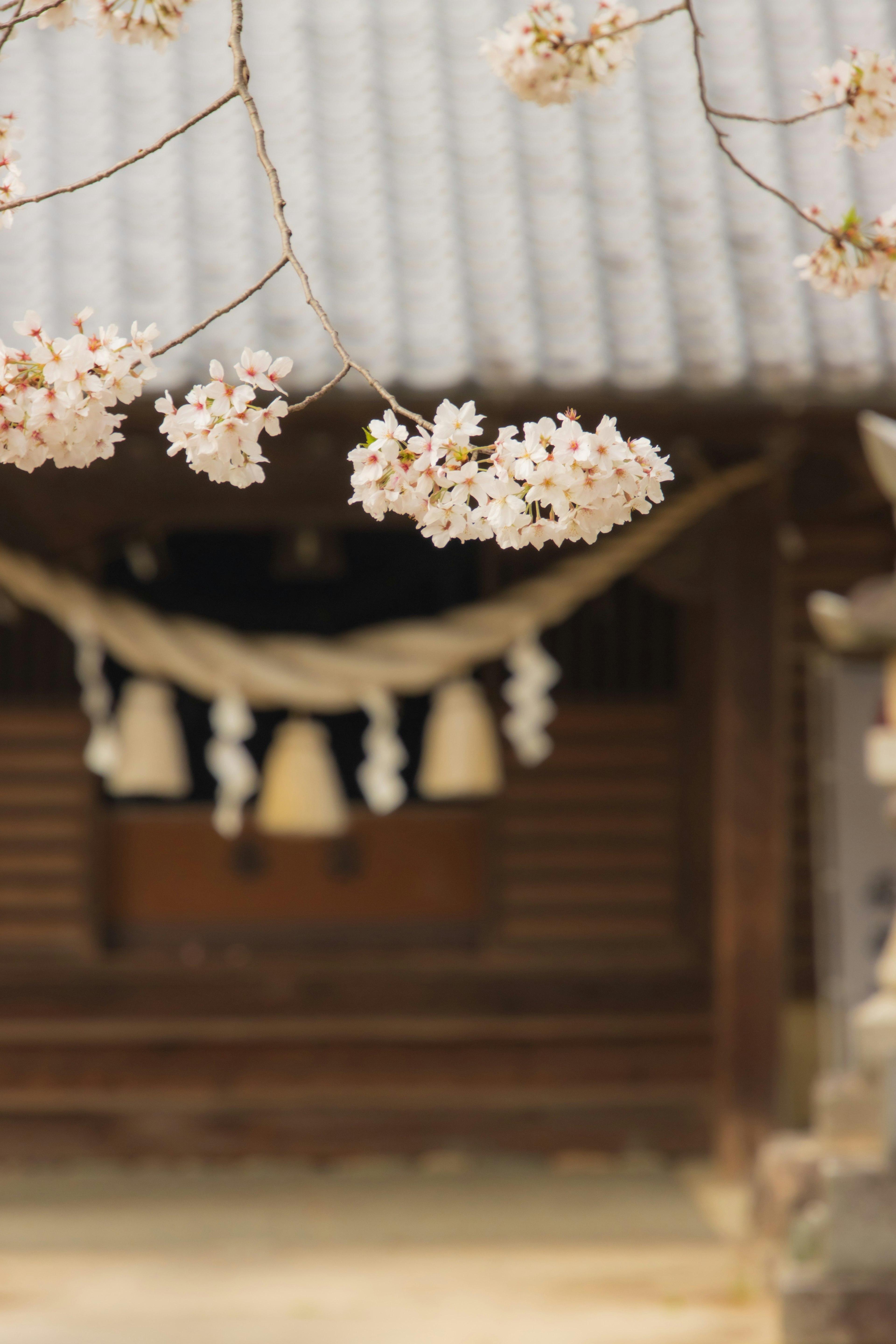 Pemandangan tenang dengan bunga sakura dan bangunan tradisional di latar belakang