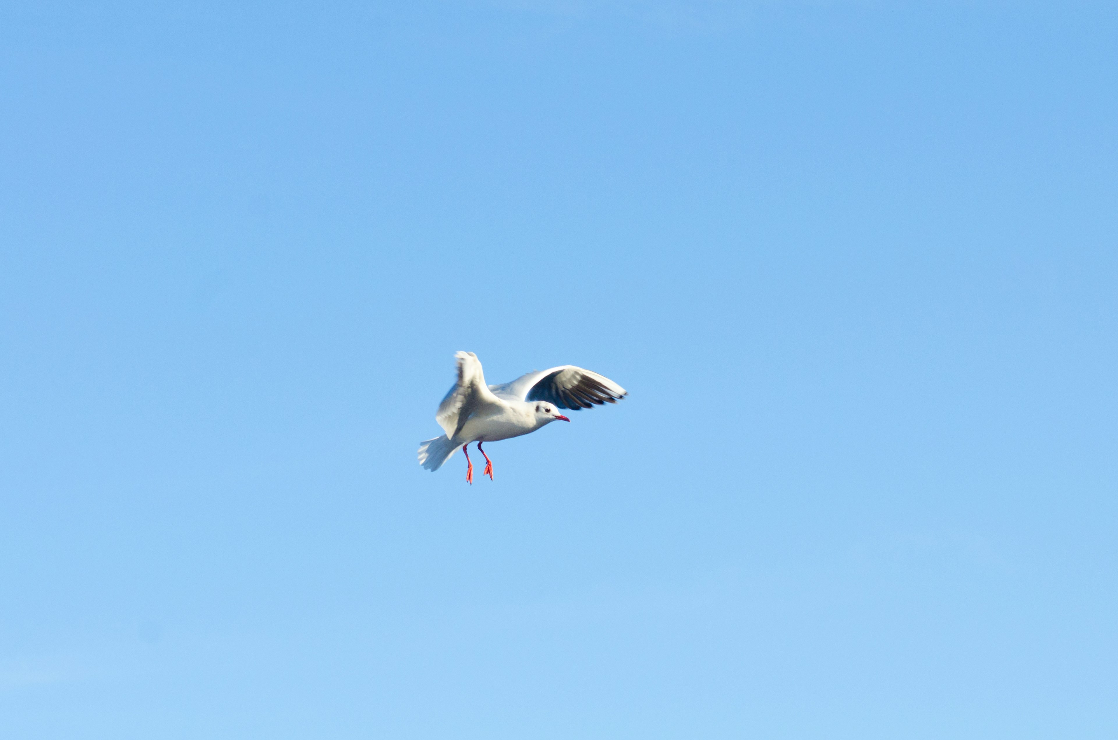 青空を背景に飛ぶ白い鳥の姿