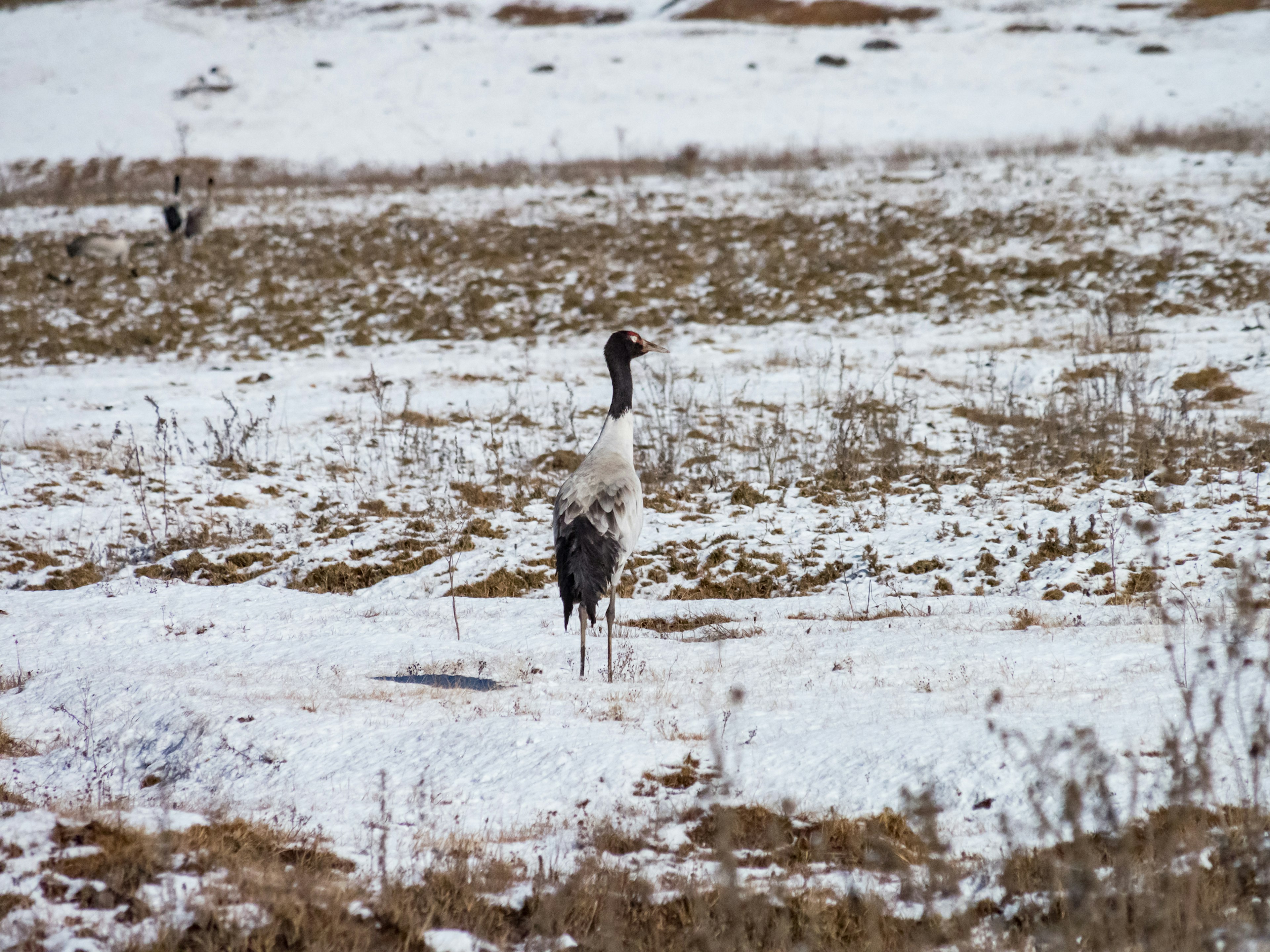 A crane standing in a snowy field with sparse vegetation