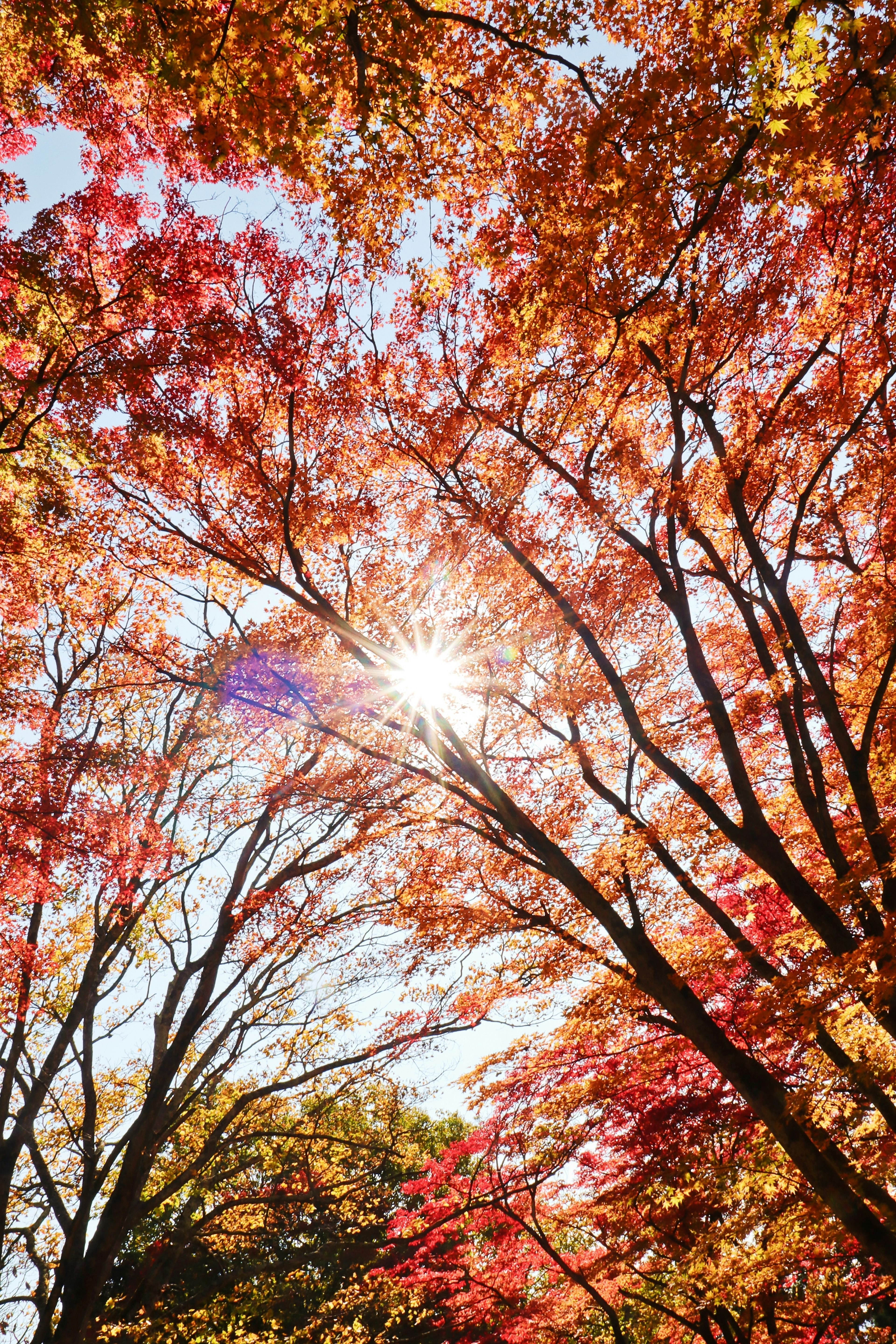 View of autumn foliage with sunlight filtering through the trees