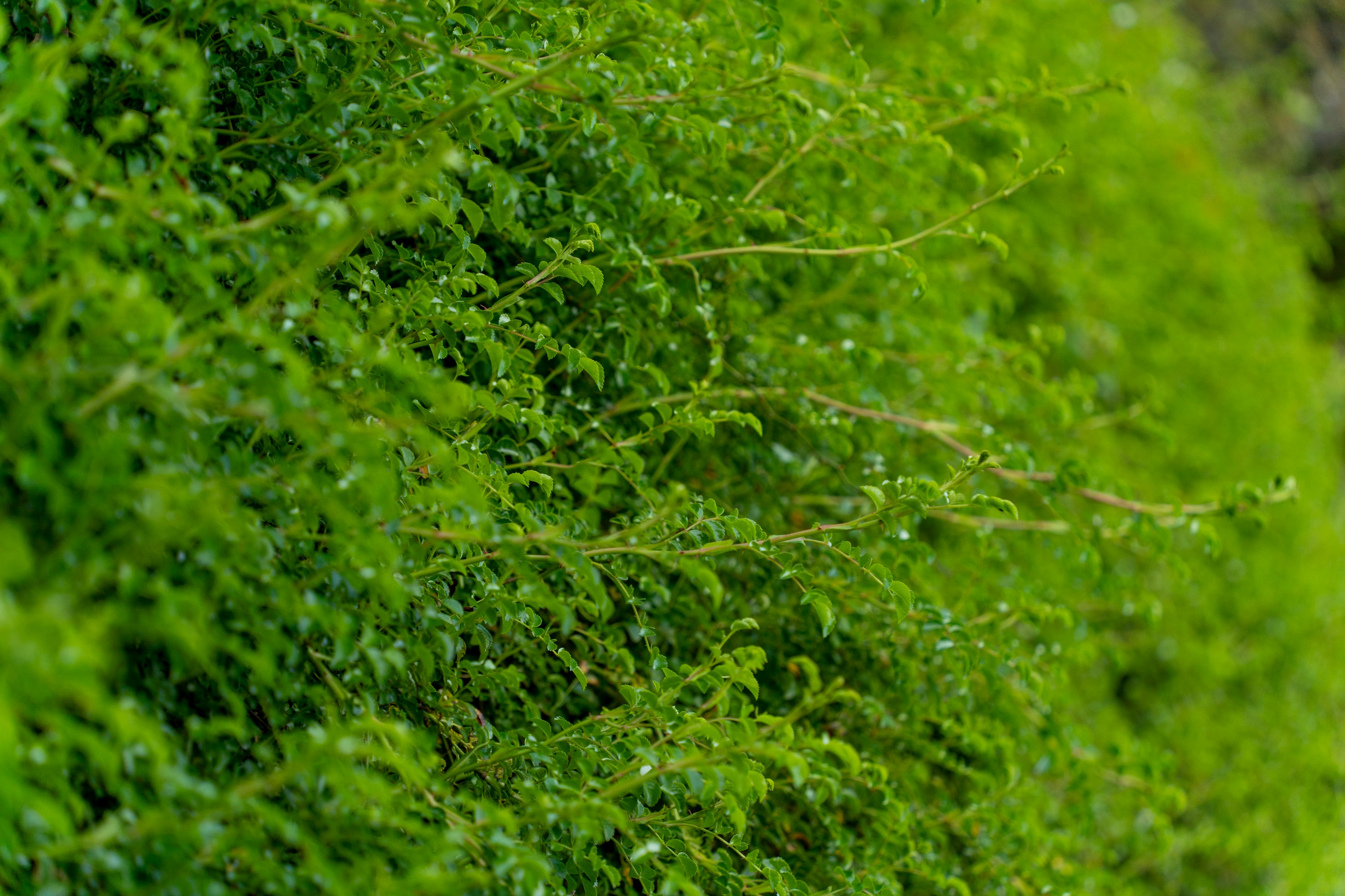 緑の葉が密集した生い茂った植物のクローズアップ