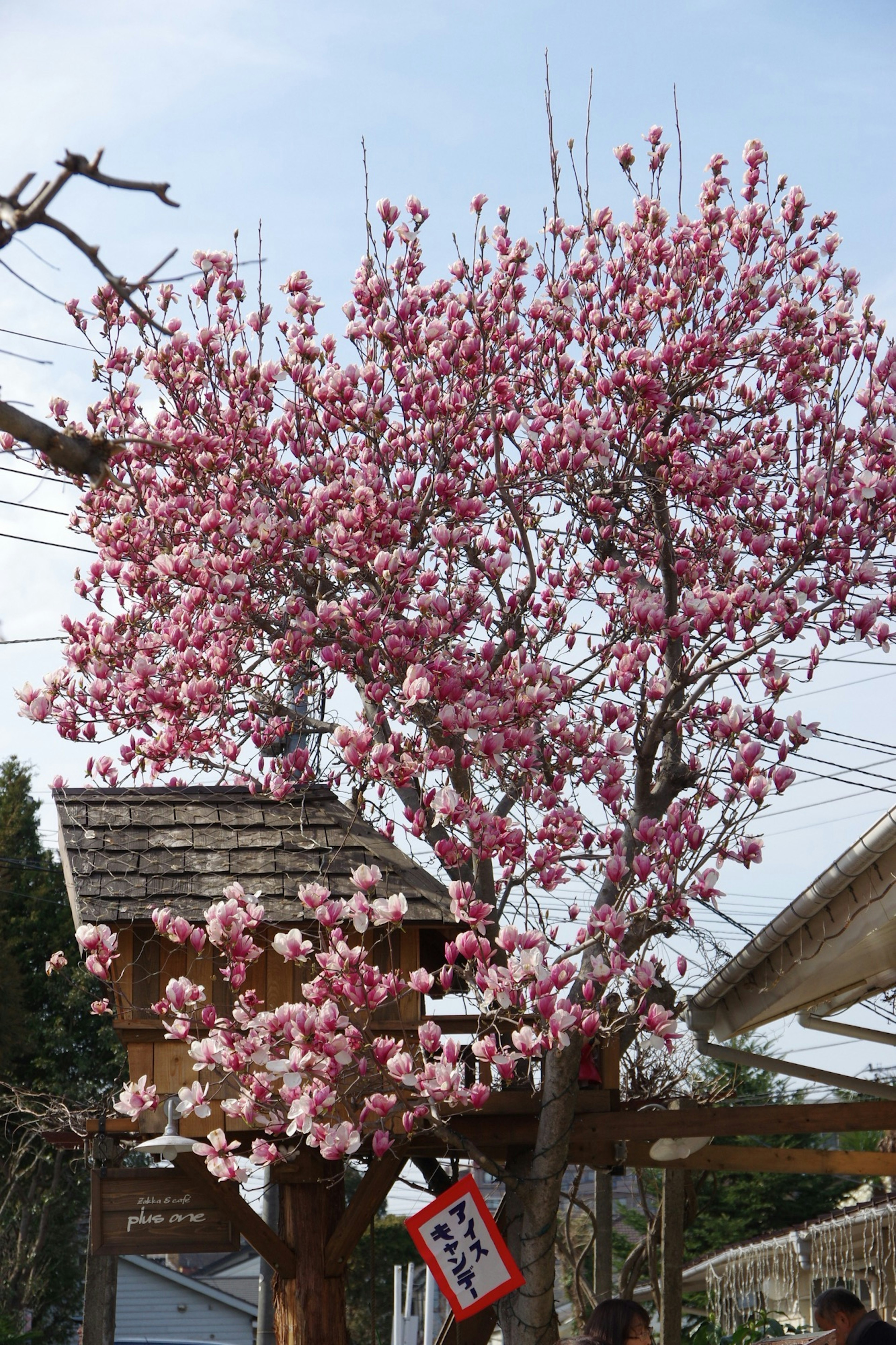 Un árbol de cerezo en flor con flores rosas y una estructura de madera cercana