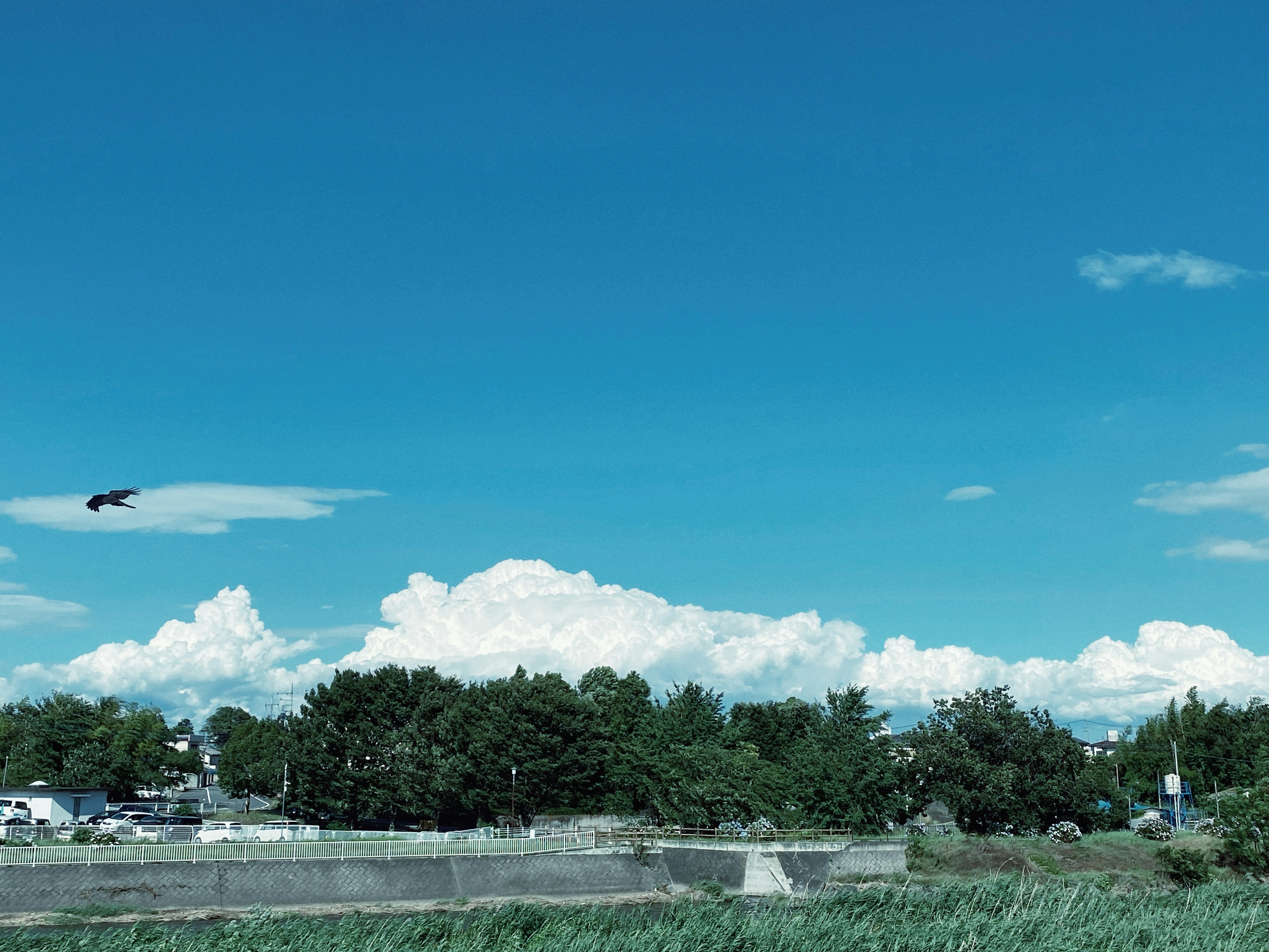 青空と白い雲の下に広がる緑の草原と木々