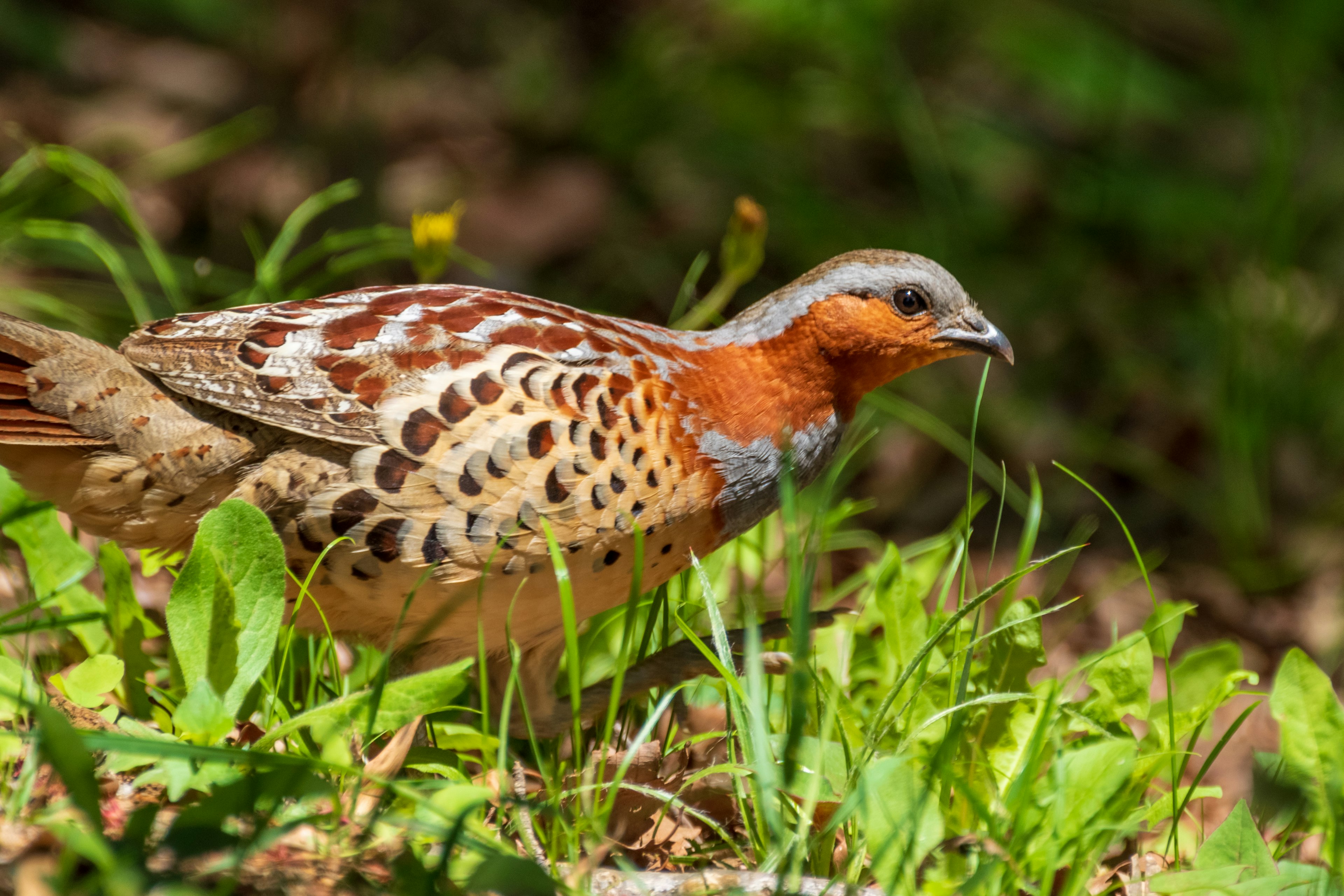 Ein Vogel mit wunderschönem Gefieder, der durch grünes Gras läuft