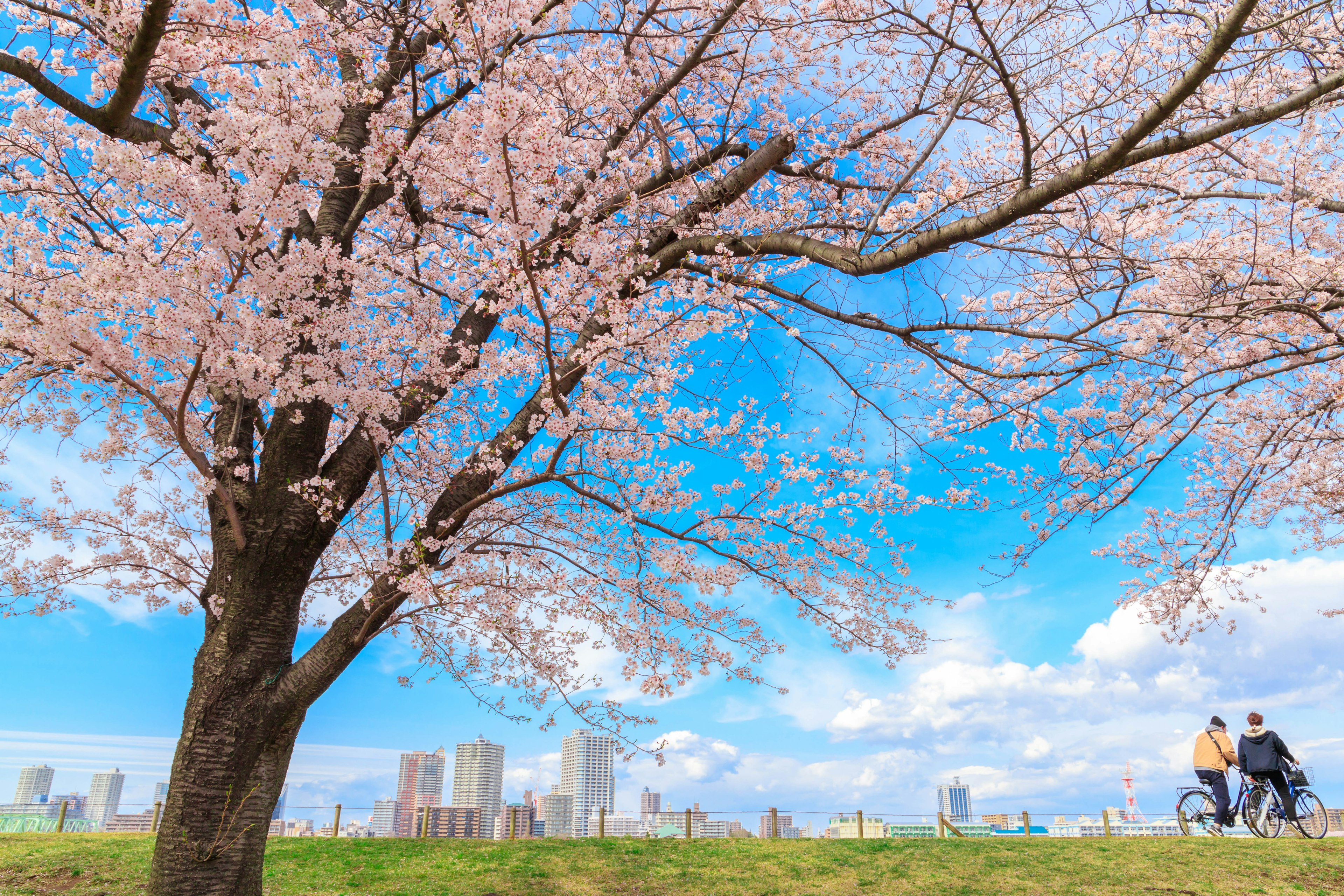 Cherry blossom tree under blue sky with couple on bicycle