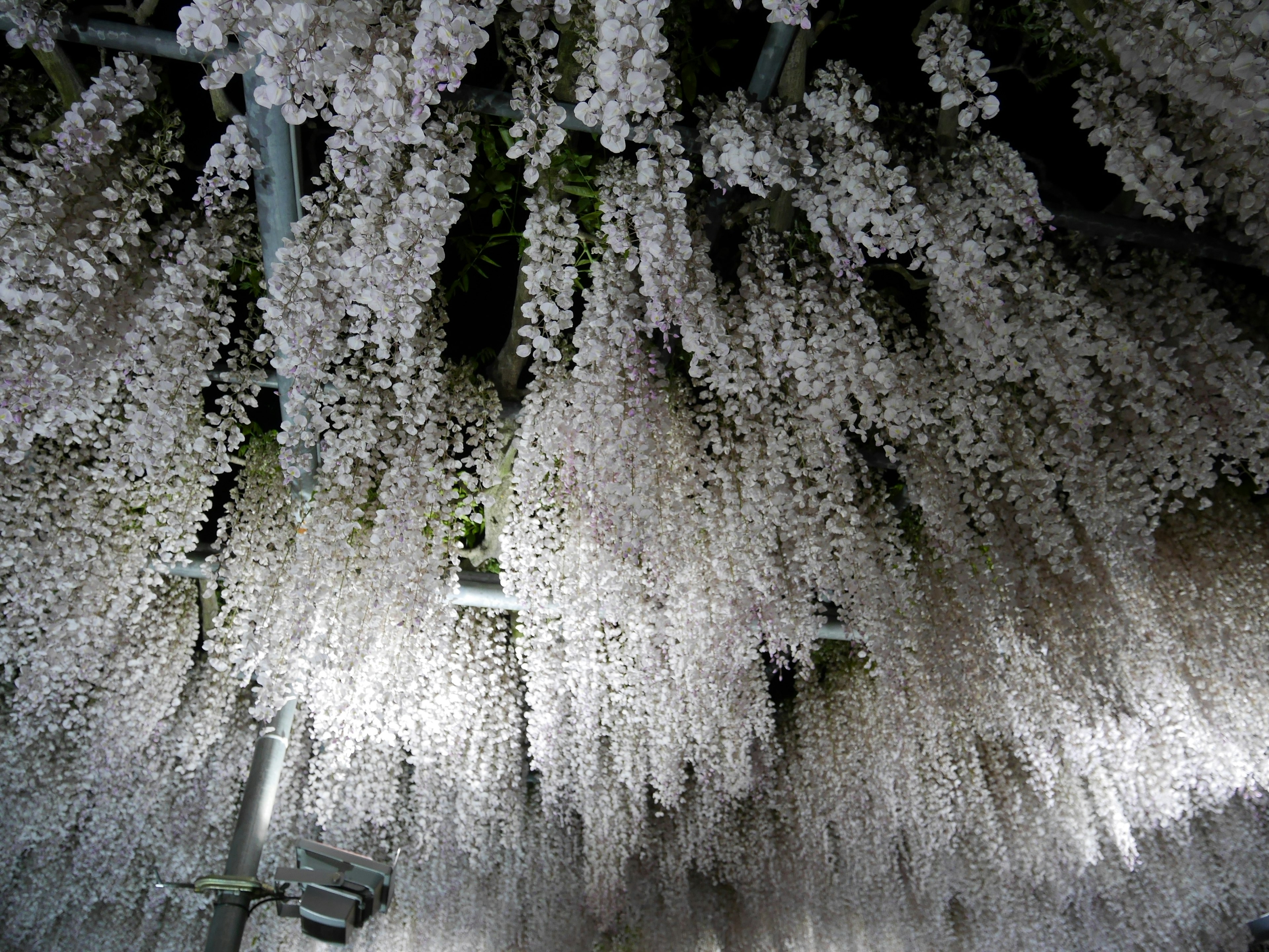 美麗的白色花朵瀑布場景