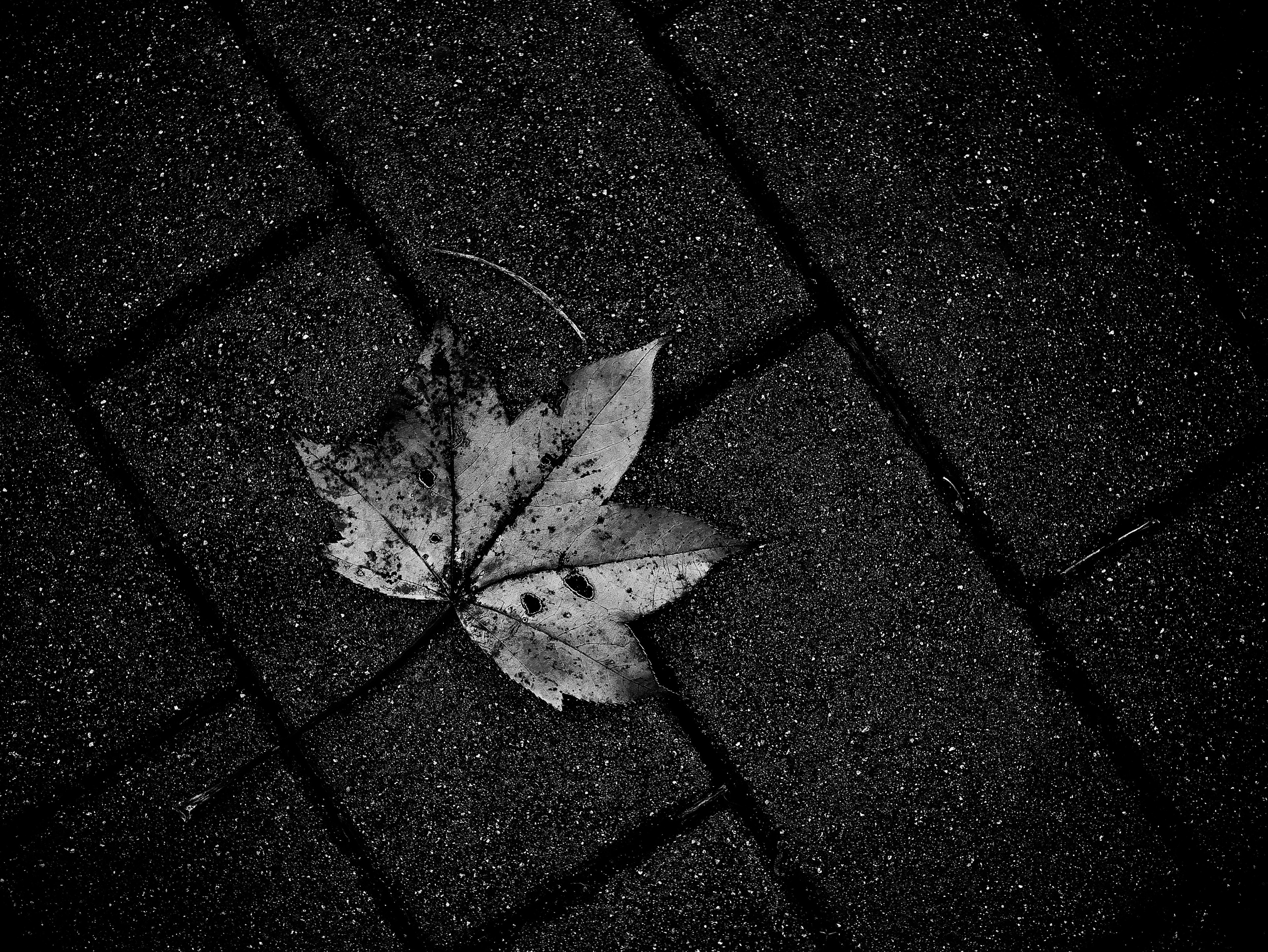 Ein trockenes Blatt auf einem schwarzen Pflaster