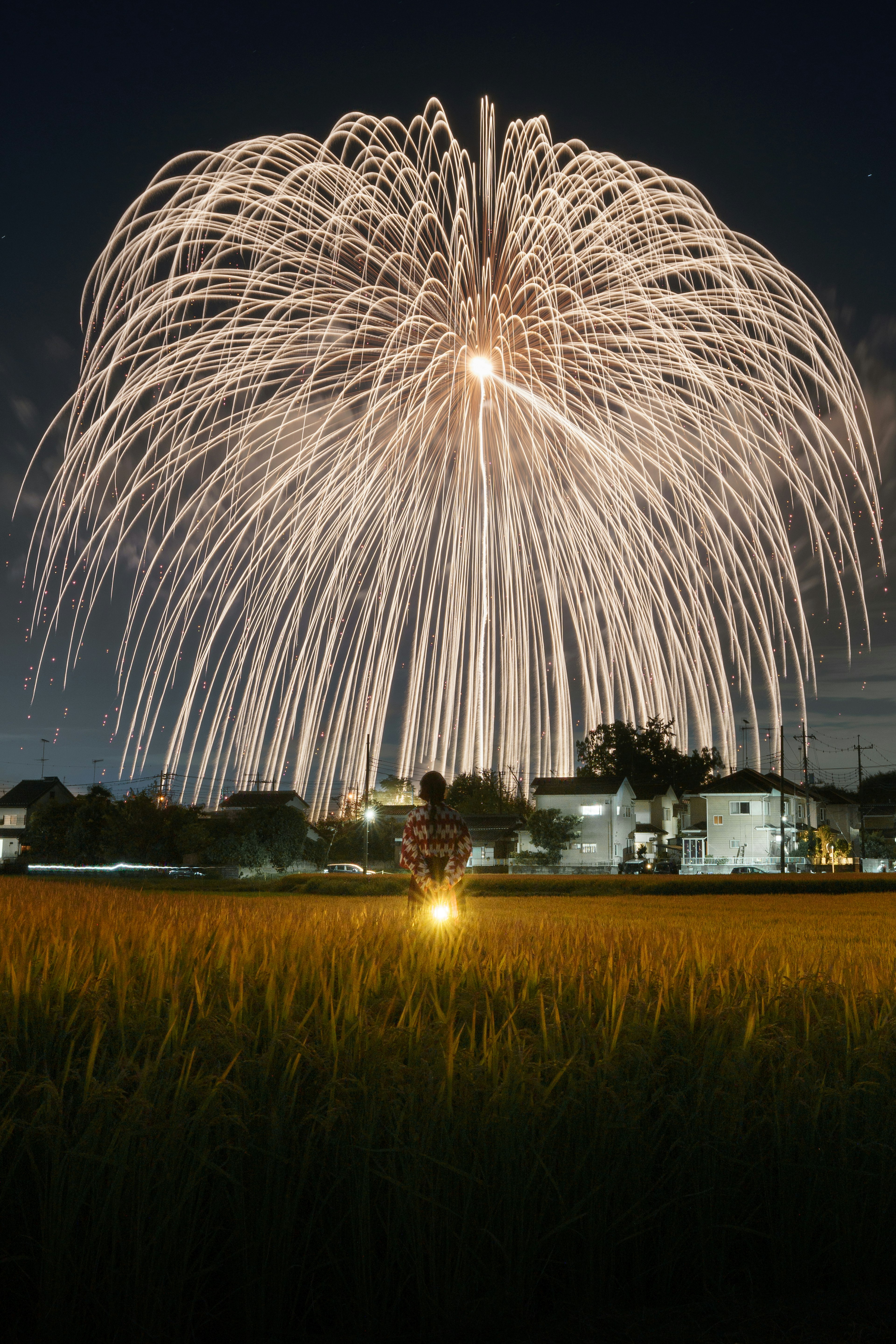 Fireworks bursting in the night sky over a rice field